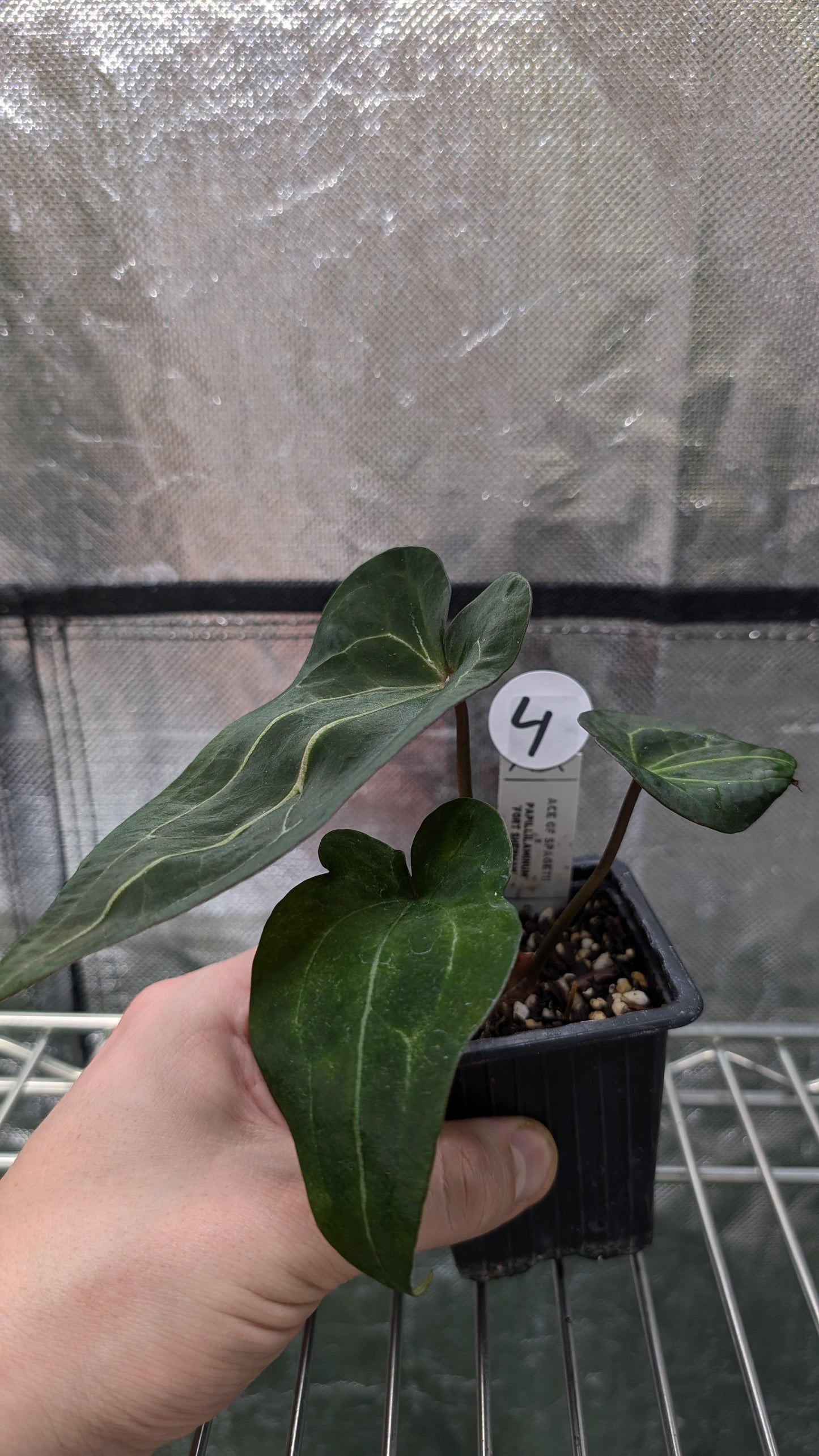 Anthurium Ace of Spagetii x Papillilaminum 'Fort Sherman'