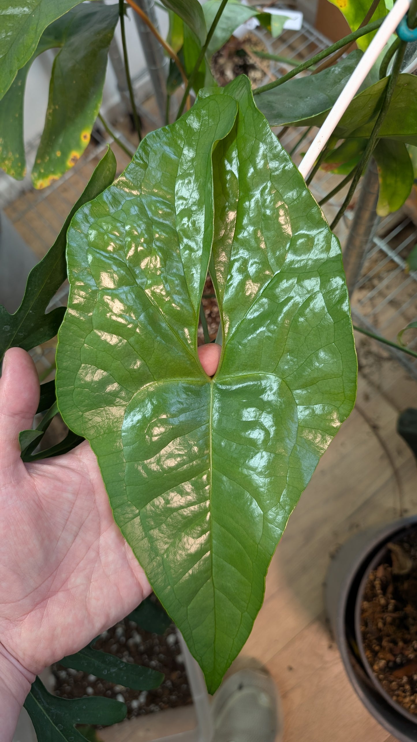 Anthurium 'Mr Worldwide' x Diabloense