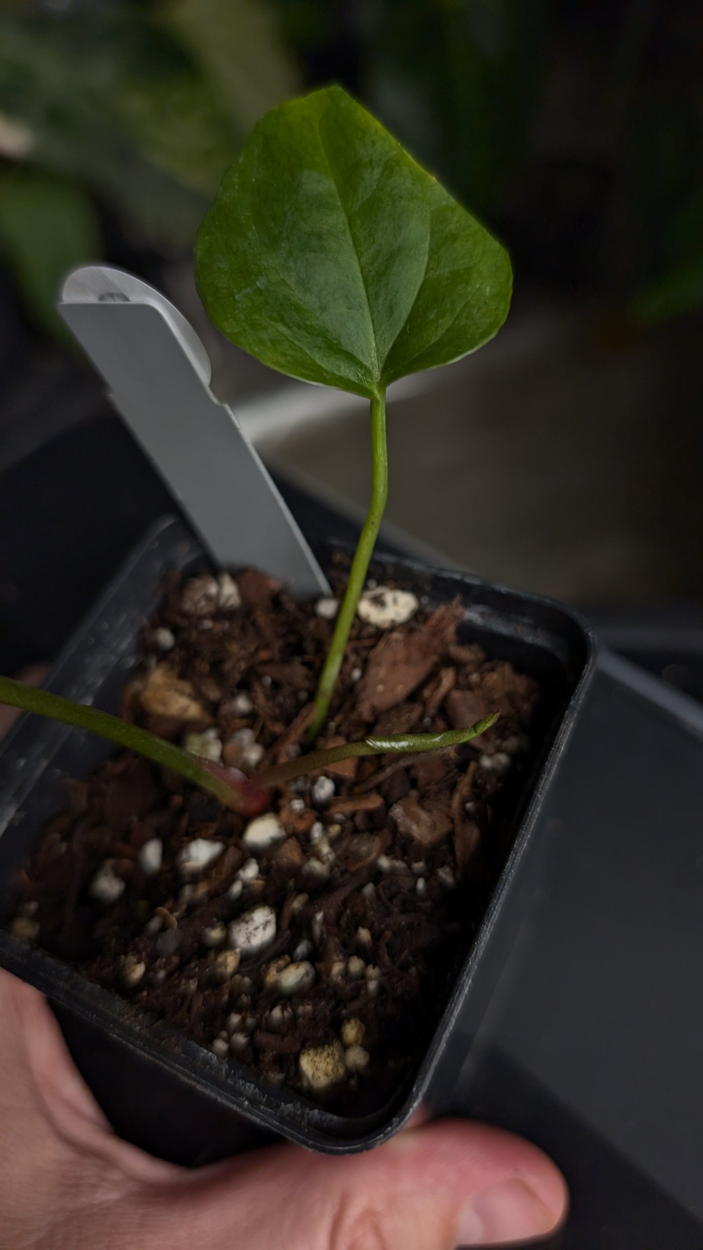 Anthurium Black Widow 43 x Red Velvet Cake 24 'Gomez' Clone