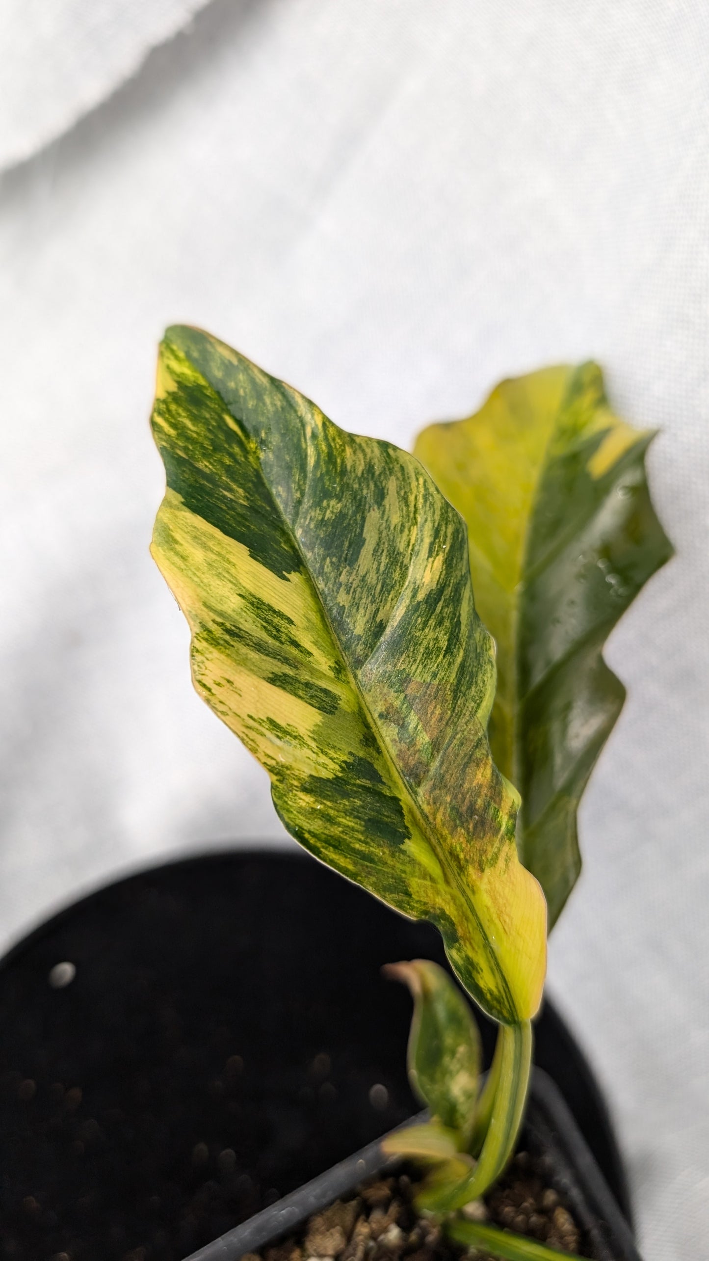 Philodendron Caramel Marble Variegata