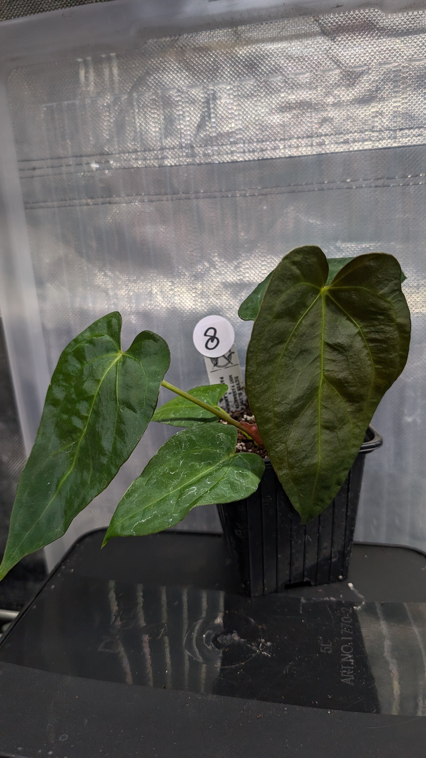 Anthurium Silver Blush Mint variegated x Papillilaminum 'Daniel'