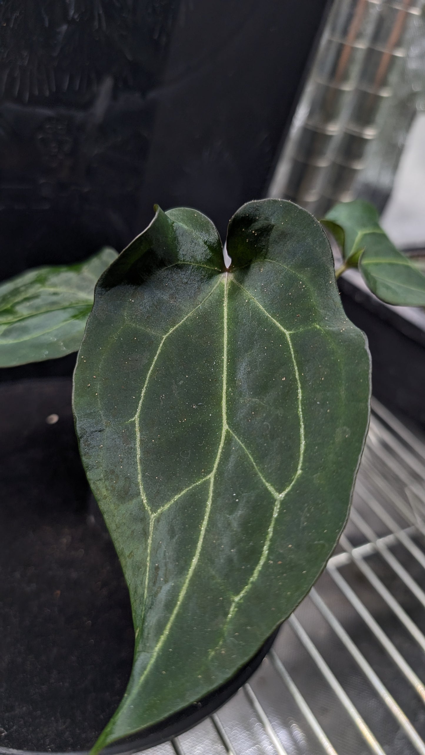 Anthurium Ace of Spagetii F2 (Ace of Spades x Forgetii) F2