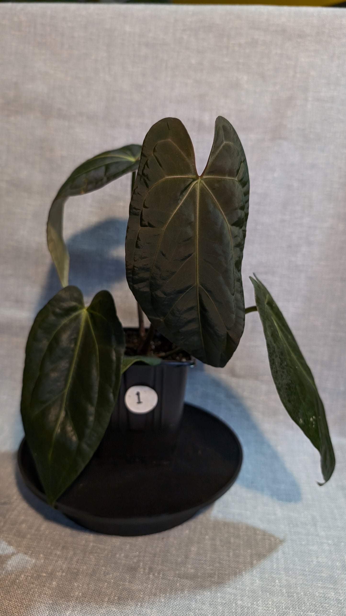 Anthurium Doc Block 'Zara'x'Michelle' Selected Dark x Papillilaminum 'Fort Sherman', Bigger Select plants