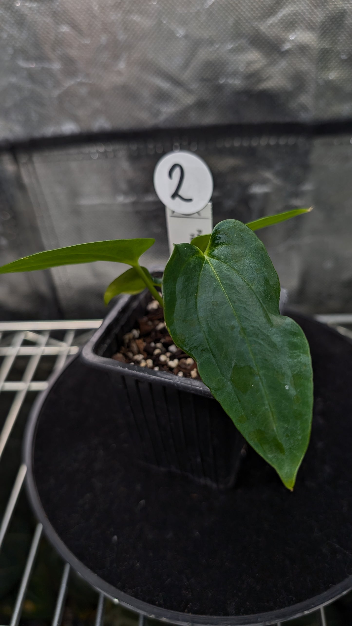 Anthurium Papillilaminum 'Fort Sherman'