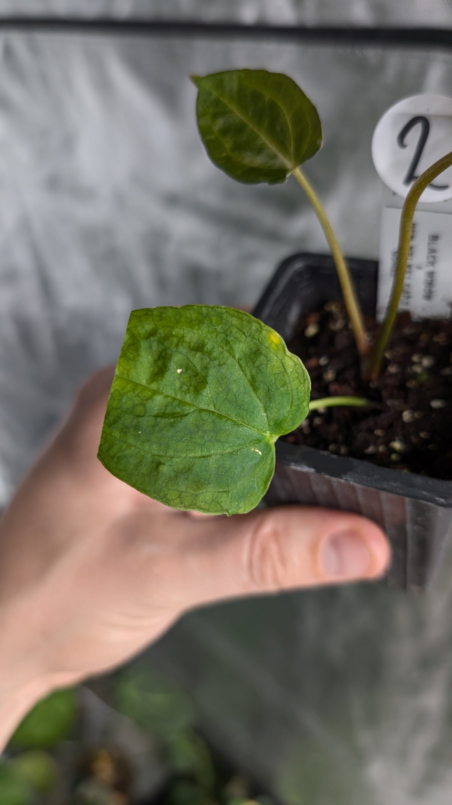 Anthurium Black Widow 43 x Red Velvet Cake 24 'Gomez' Clone
