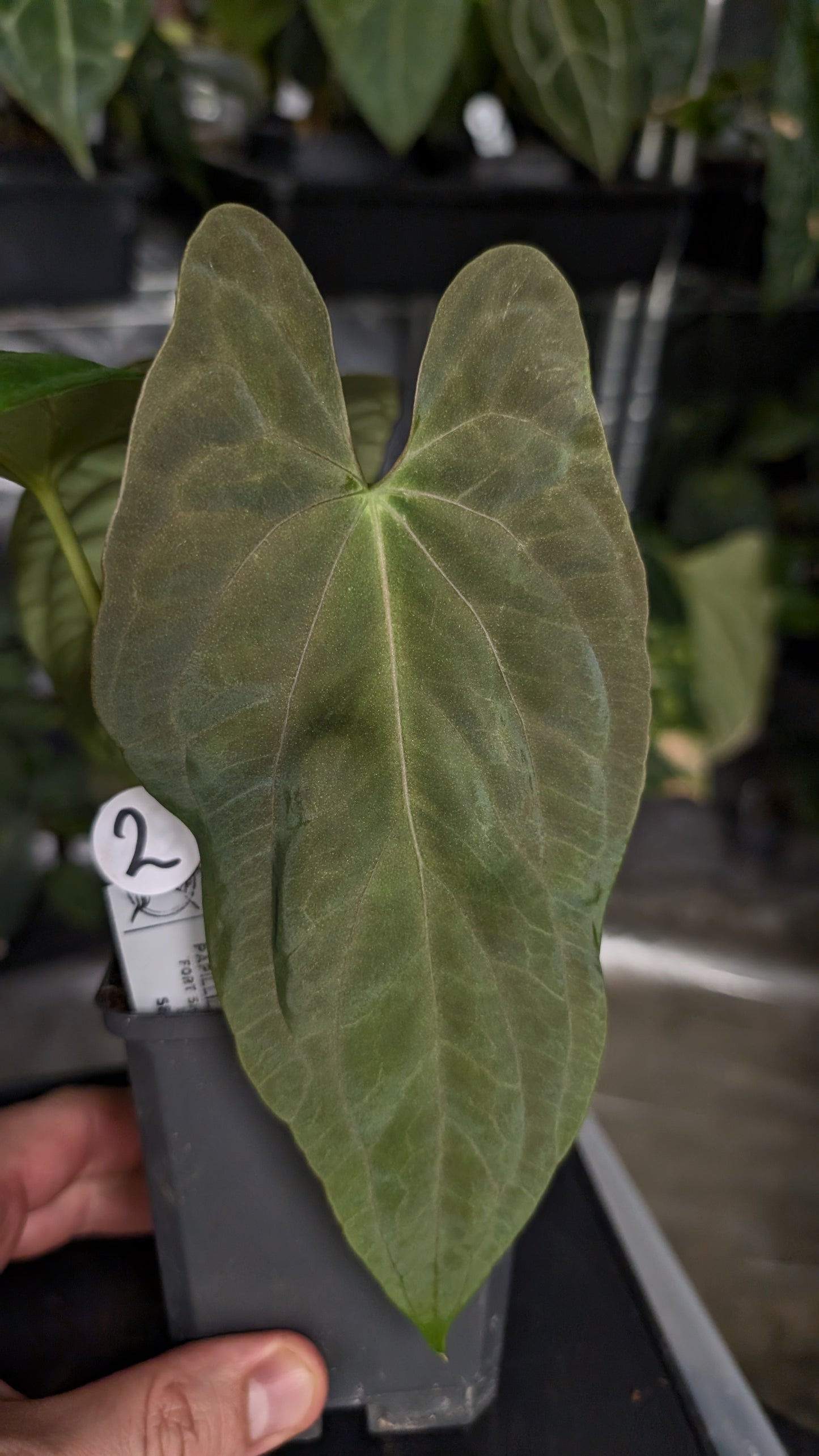 Anthurium Papillilaminum 'Fort Sherman'
