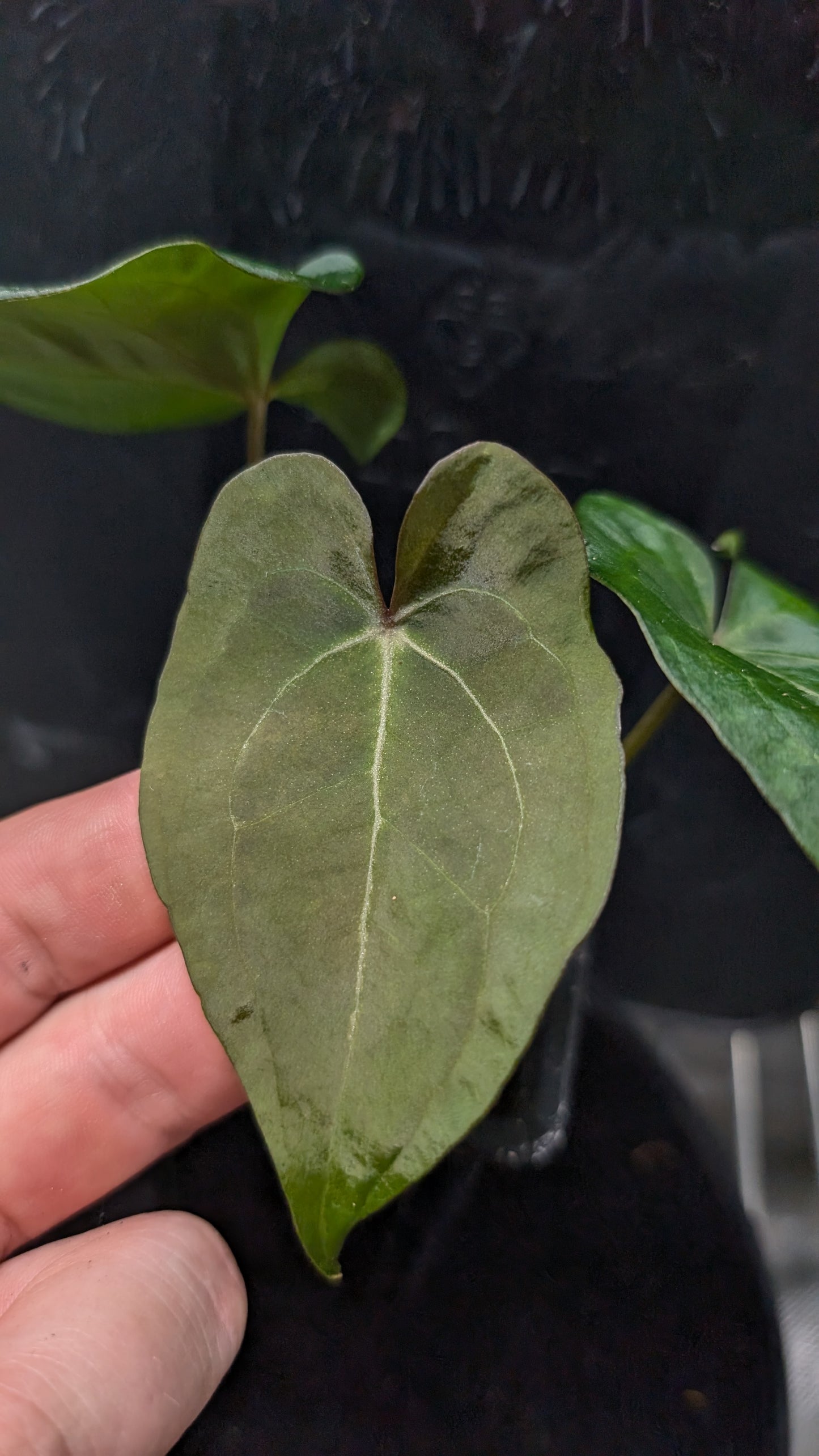 Anthurium Ace of Spagetii F2 (Ace of Spades x Forgetii) F2