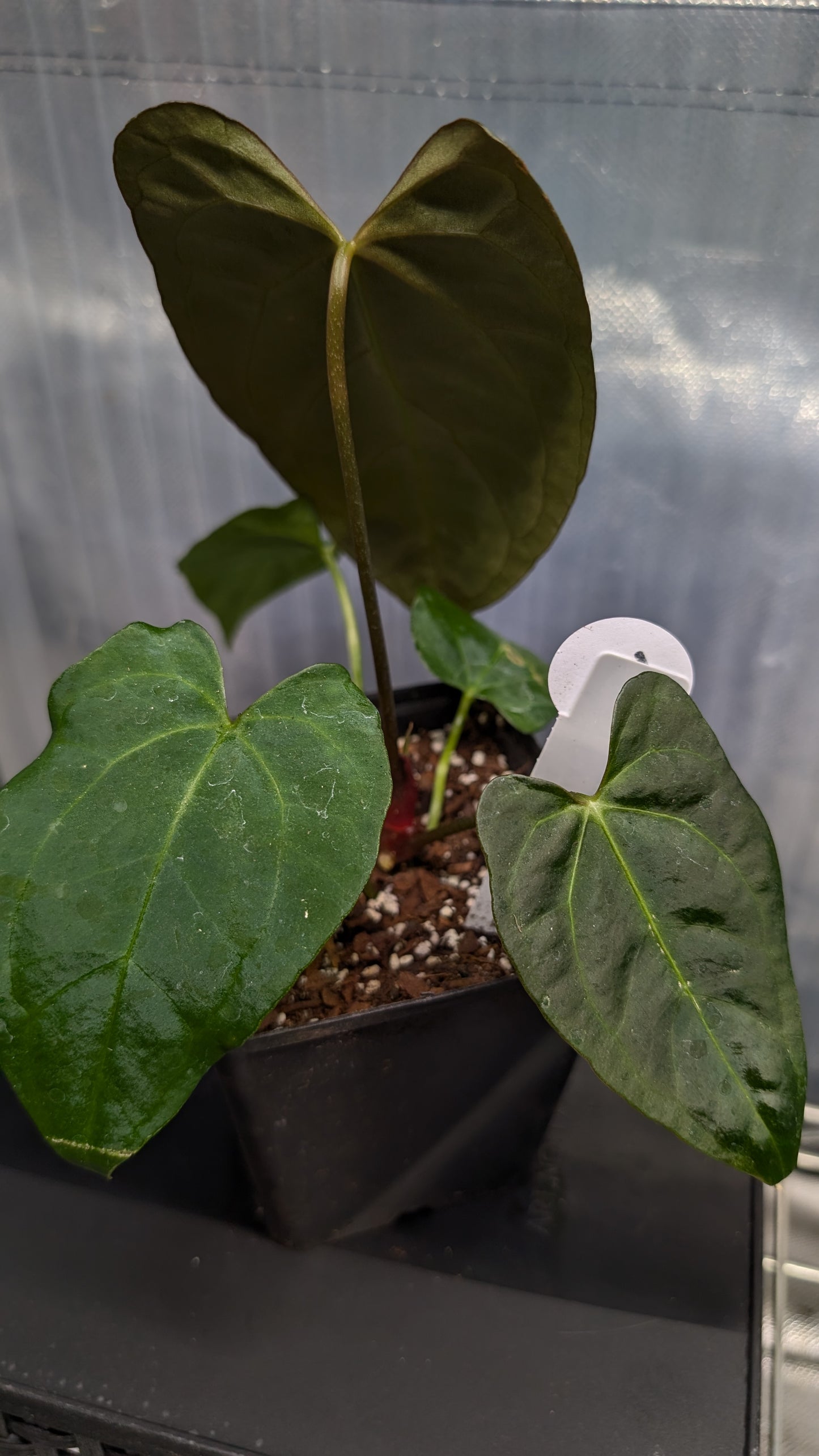 Anthurium Silver Blush Mint variegated x Papillilaminum 'Daniel'