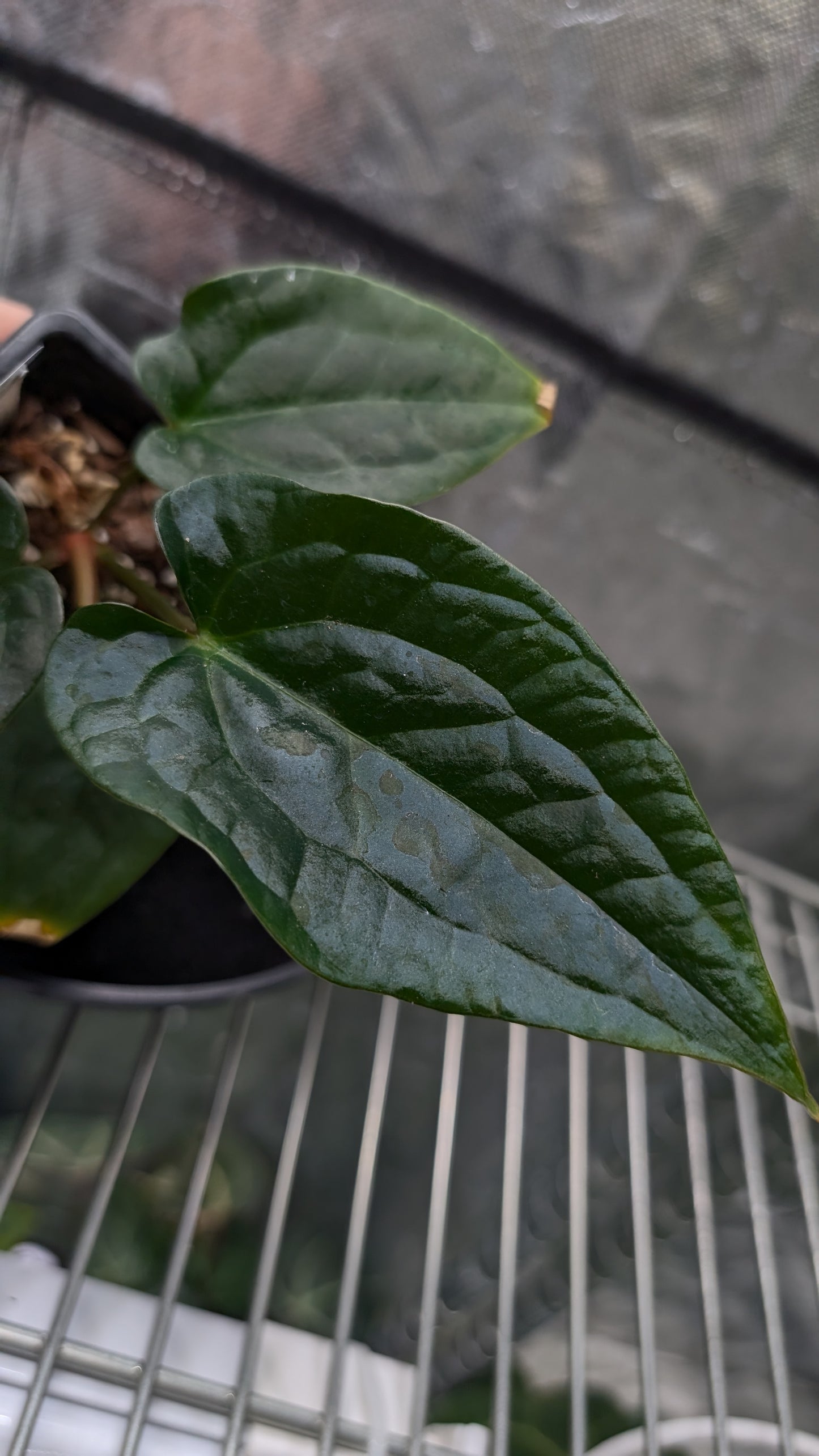 Anthurium 'Ace of Spagetii' x Luxurians