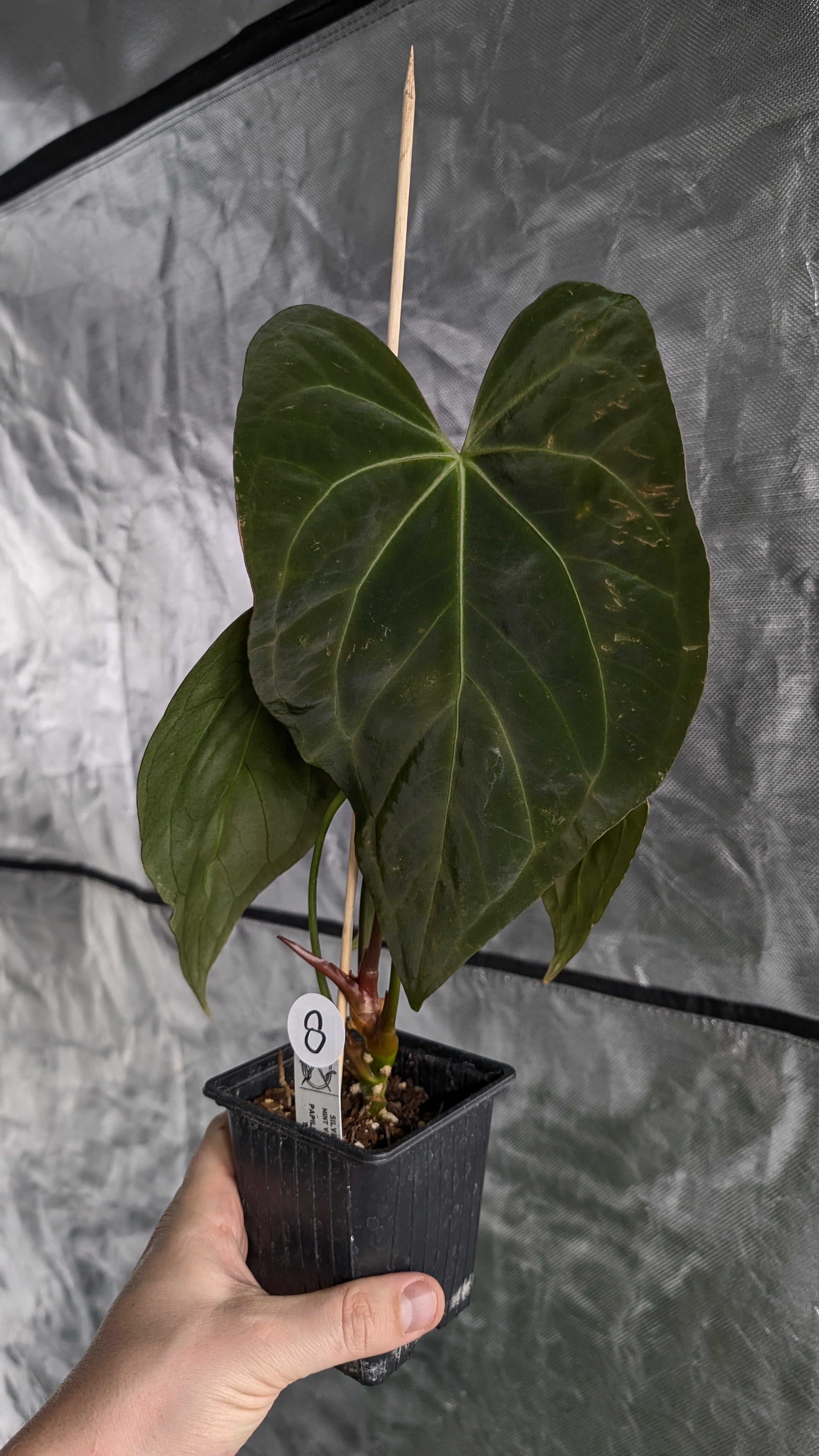 Anthurium ‘Mint King’ アンスリウムミントキング 3 Anthurium 'Mint King' 시원해지니 이뻐지는 민트킹들 분양문의는 디엠