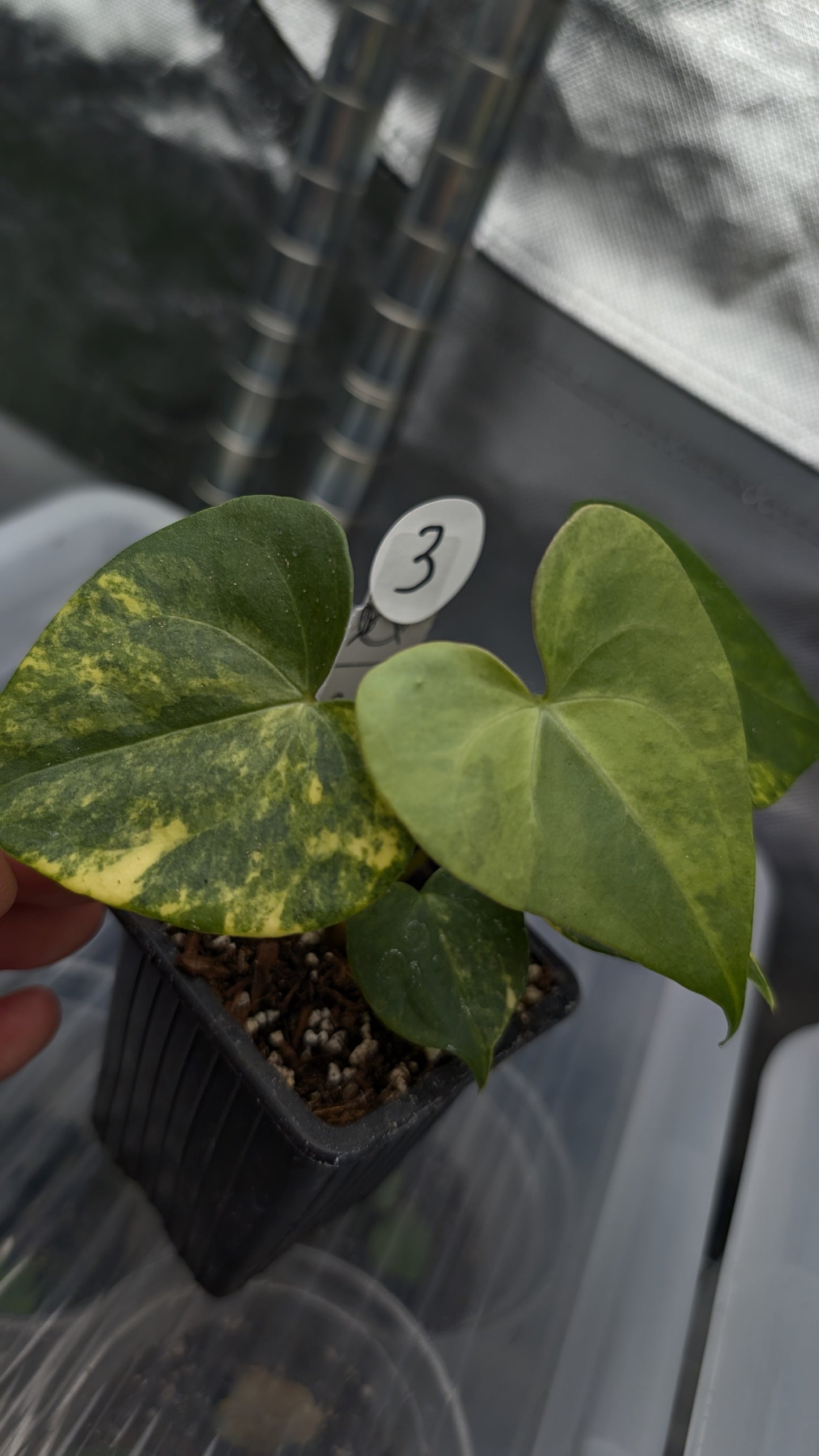 *Variegated* Anthurium Pterodactyl variegata x Clarinervium (or x self)