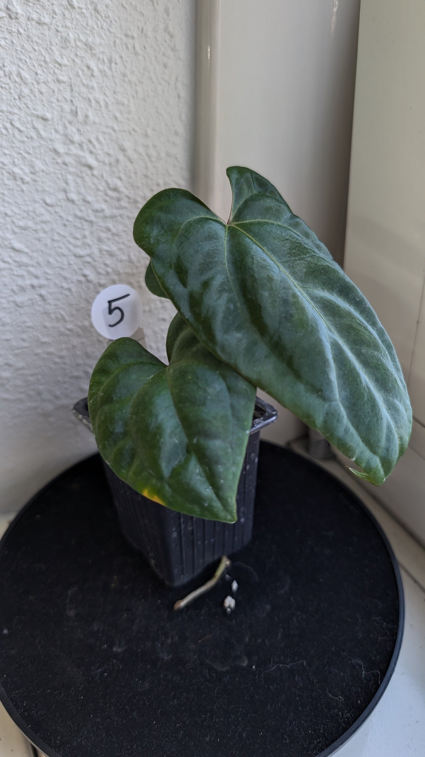 Anthurium Besseae aff 'Black Pillow' x Papillilaminum 'Fort Sherman' seedlings