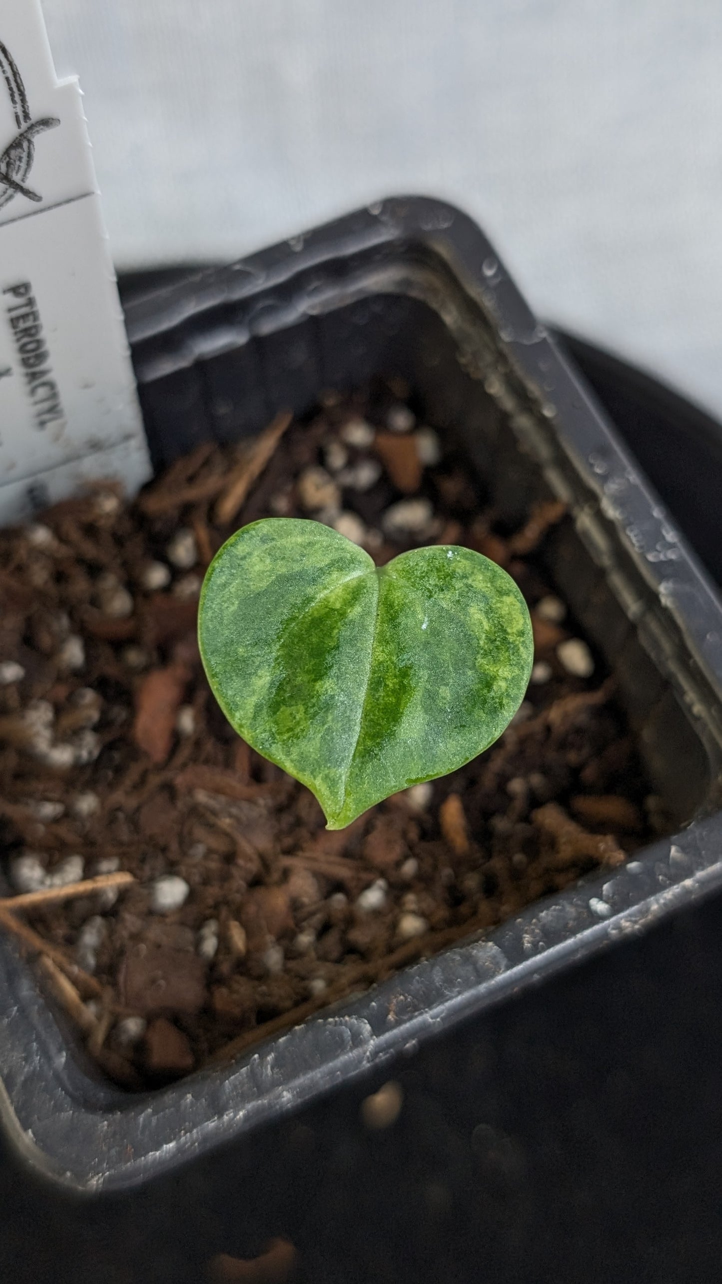 *Variegated* Anthurium Pterodactyl variegata x Clarinervium (or x self)