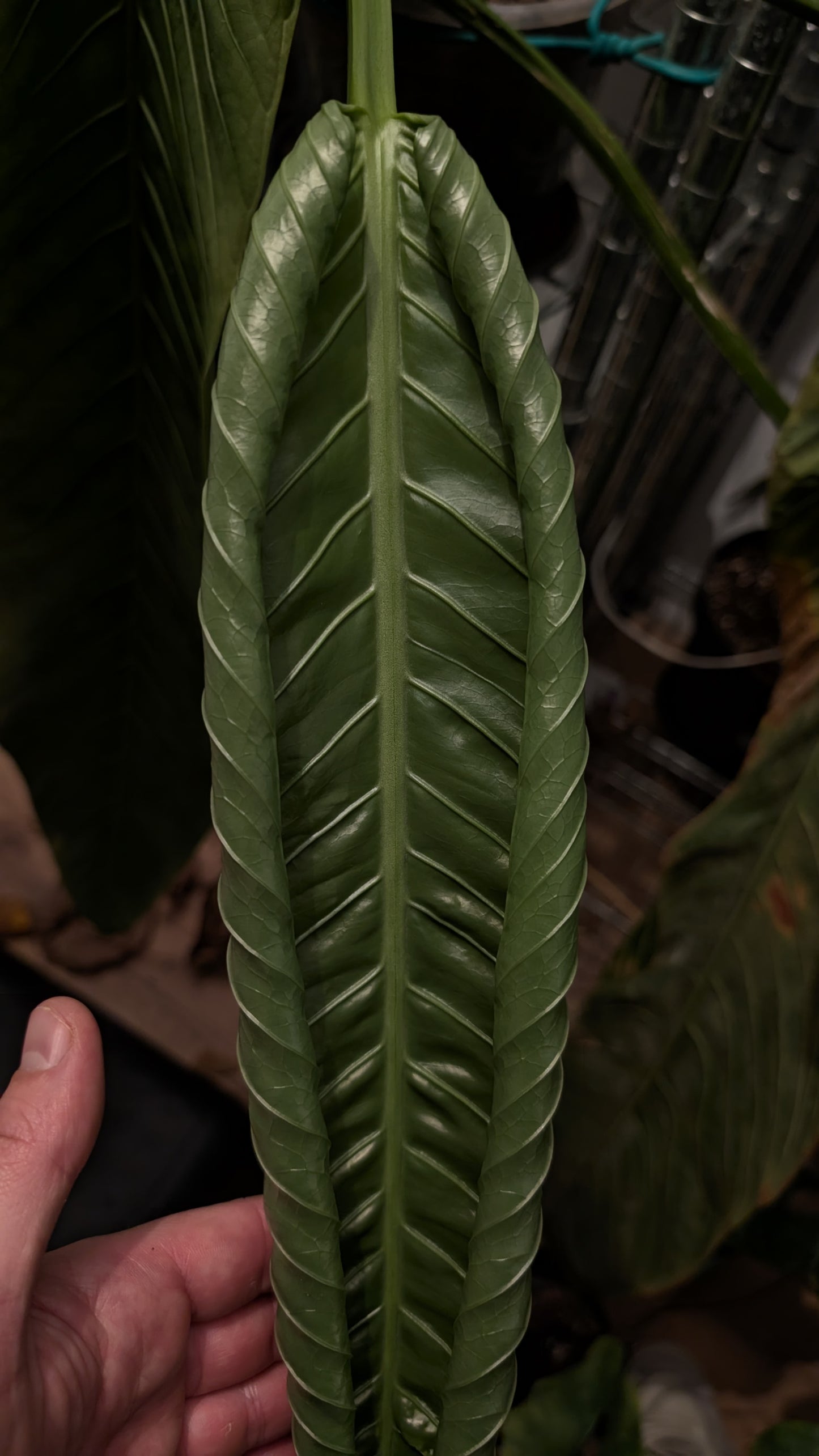 Anthurium Spectabile