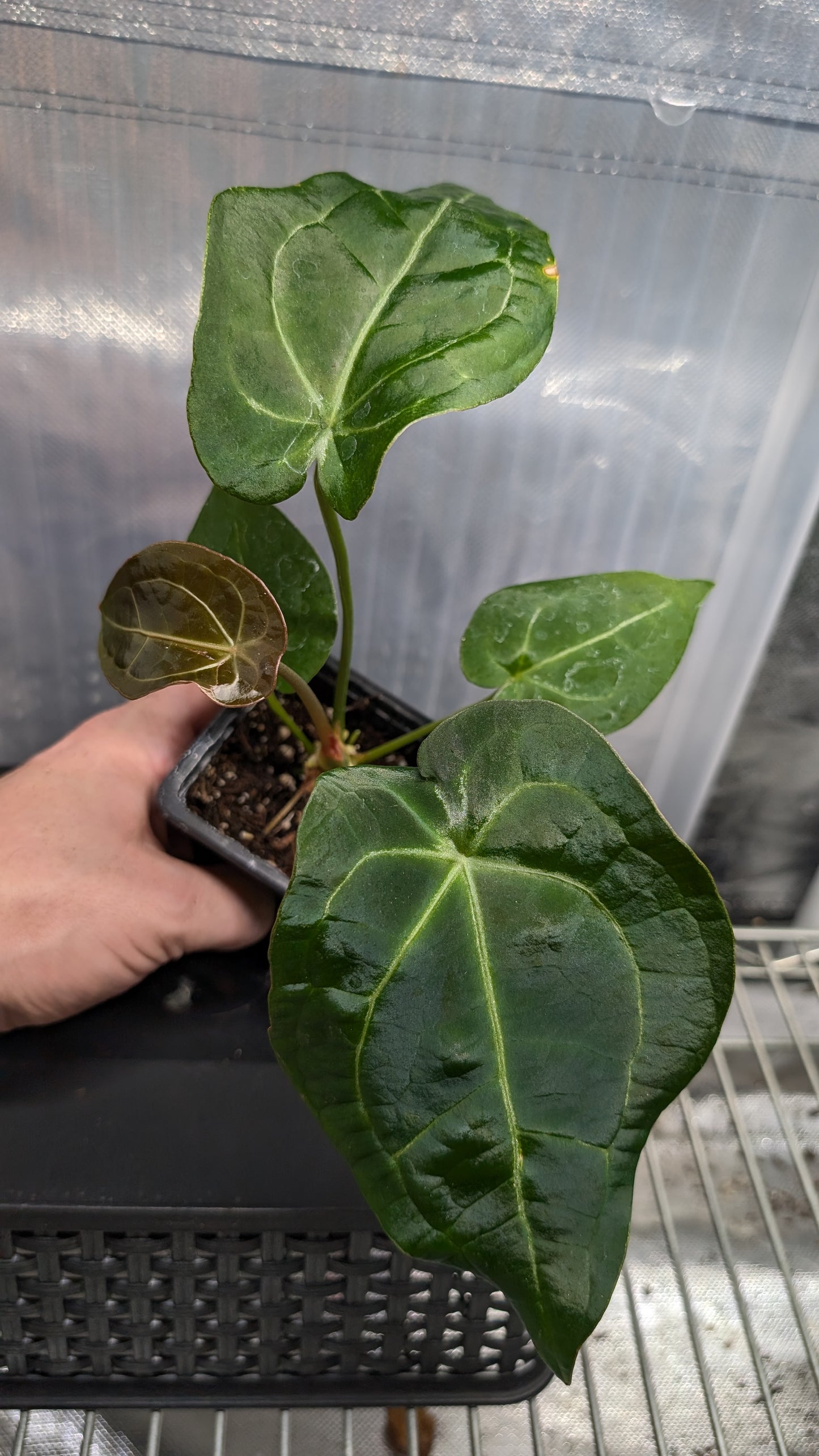 Anthurium Doc Block Zara x Michelle 'selected dark form' x Forgetii Dark