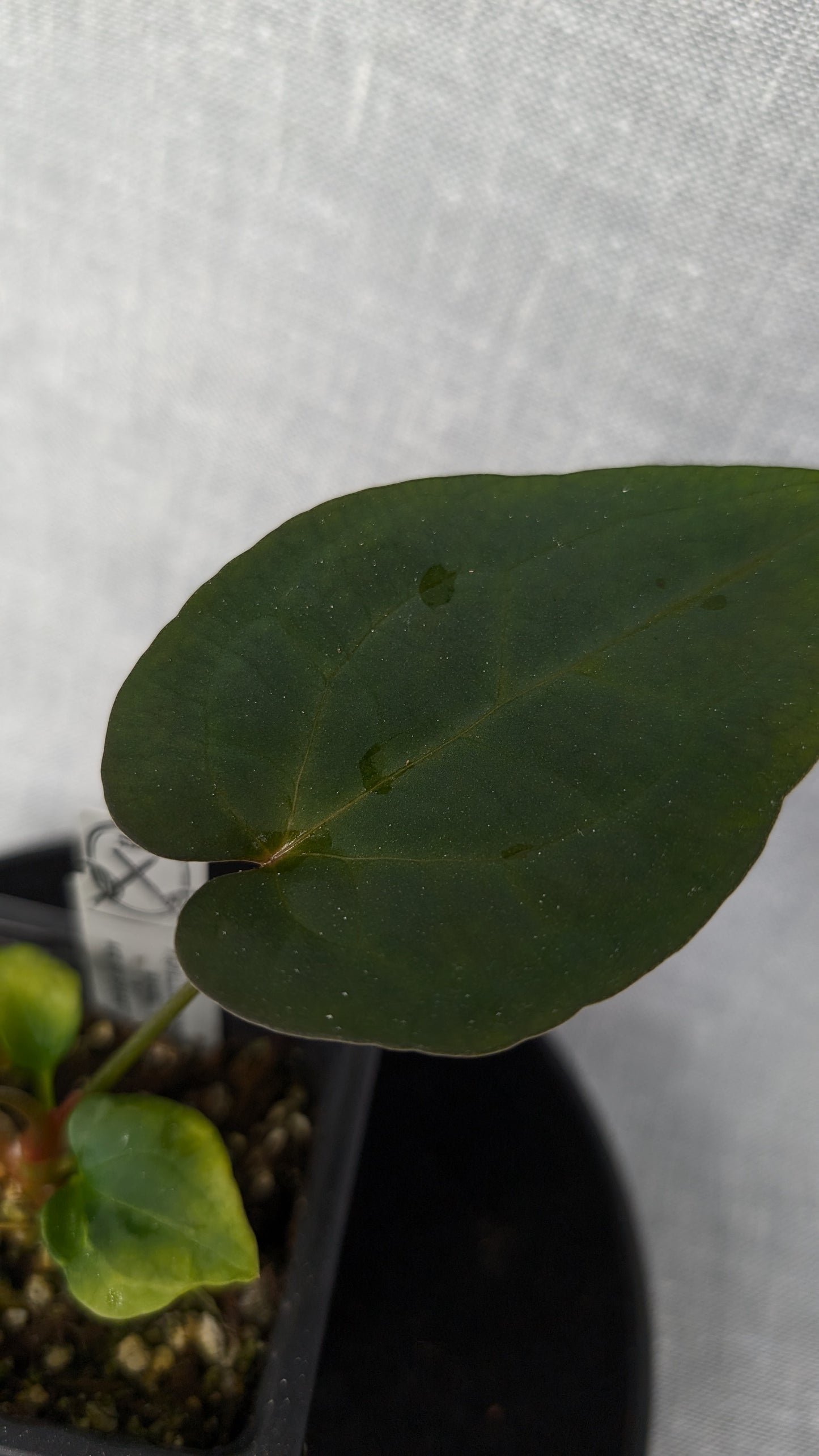 Anthurium Papillilaminum 'Daniel' x Ace of Spagetii