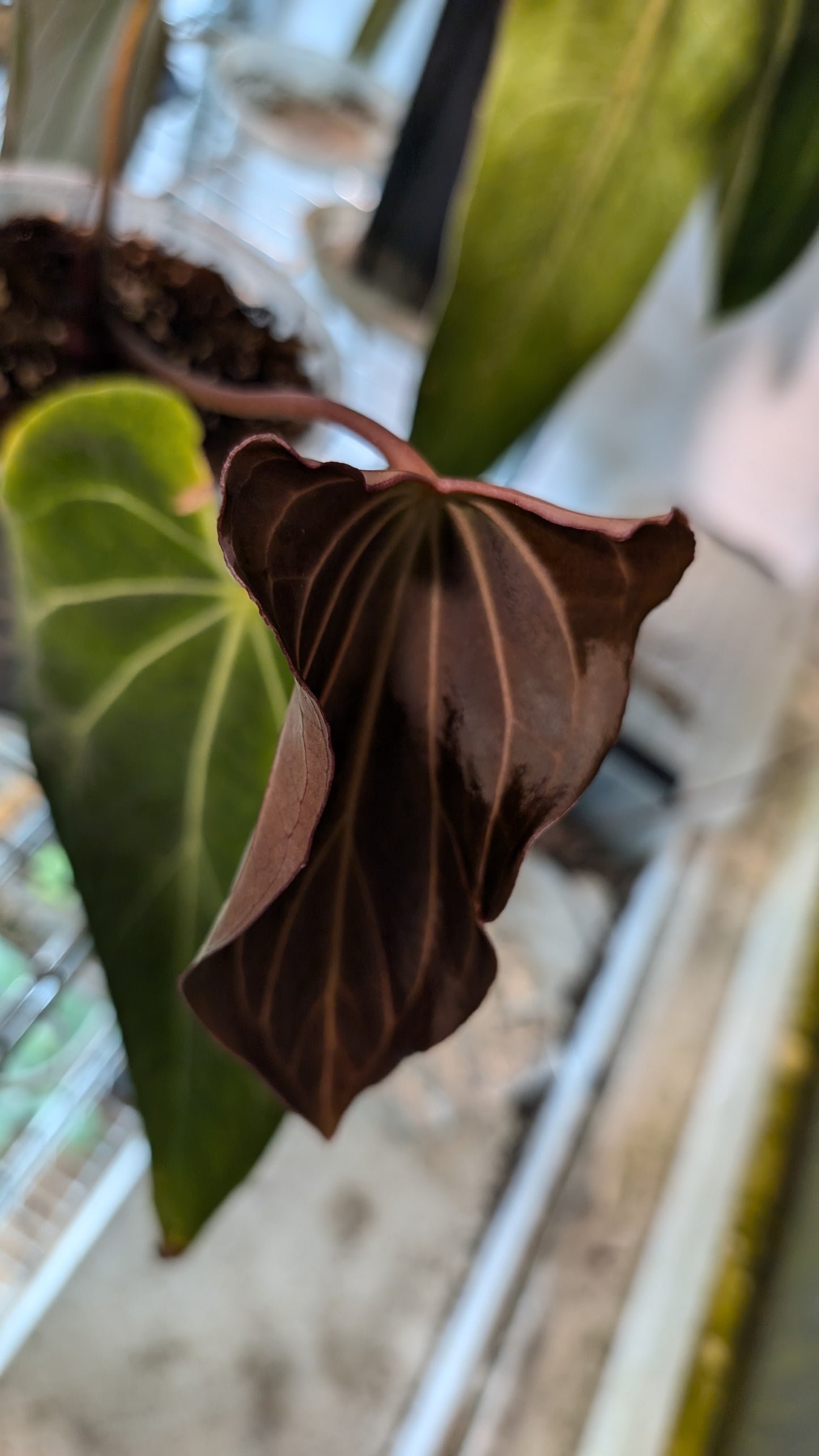 Anthurium Black Widow 13 x 43 clone