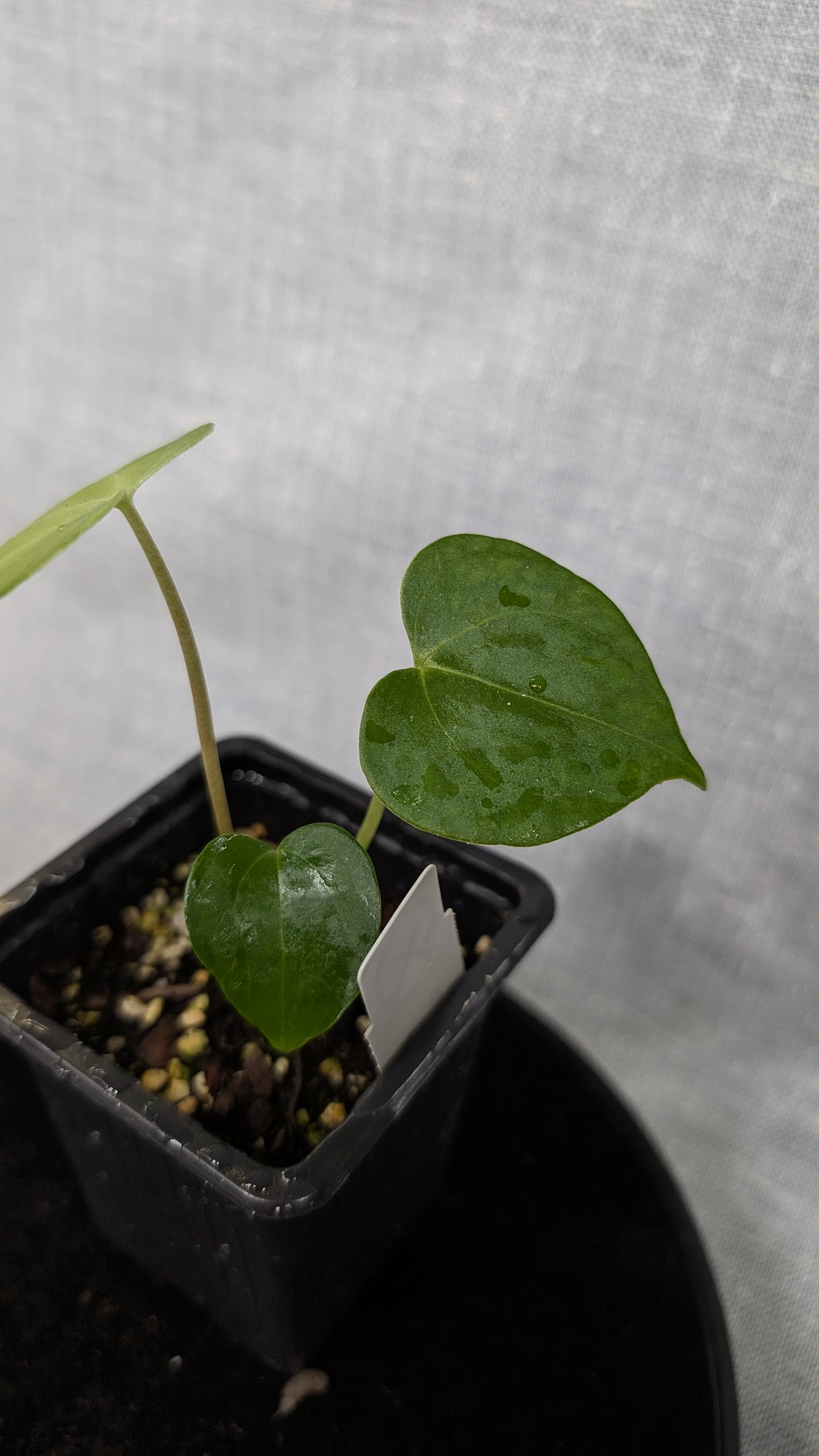 Anthurium Pterodactyl variegata x Clarinervium (or x self)