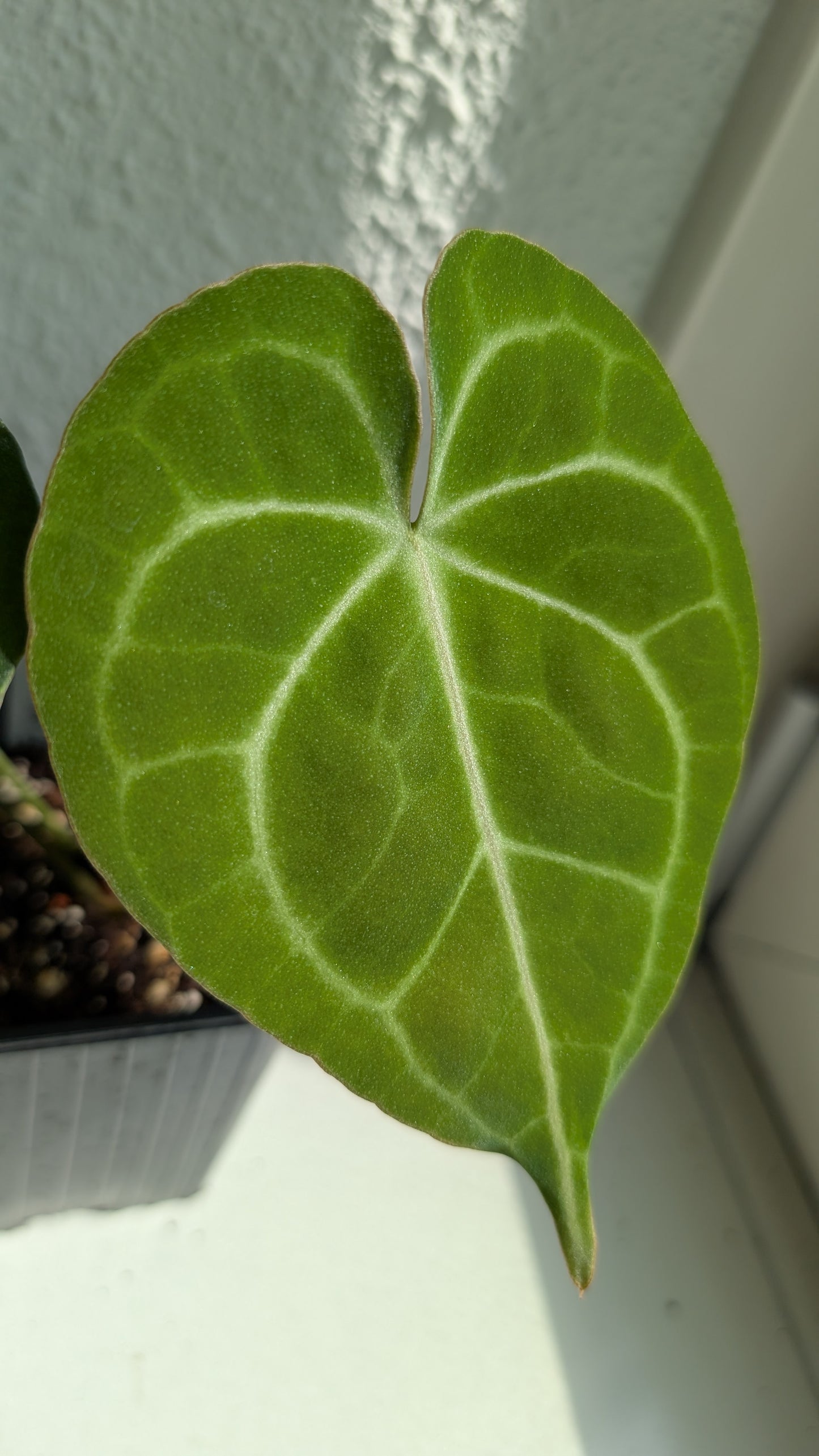 Anthurium Clarinervium x Berriozabalense x self