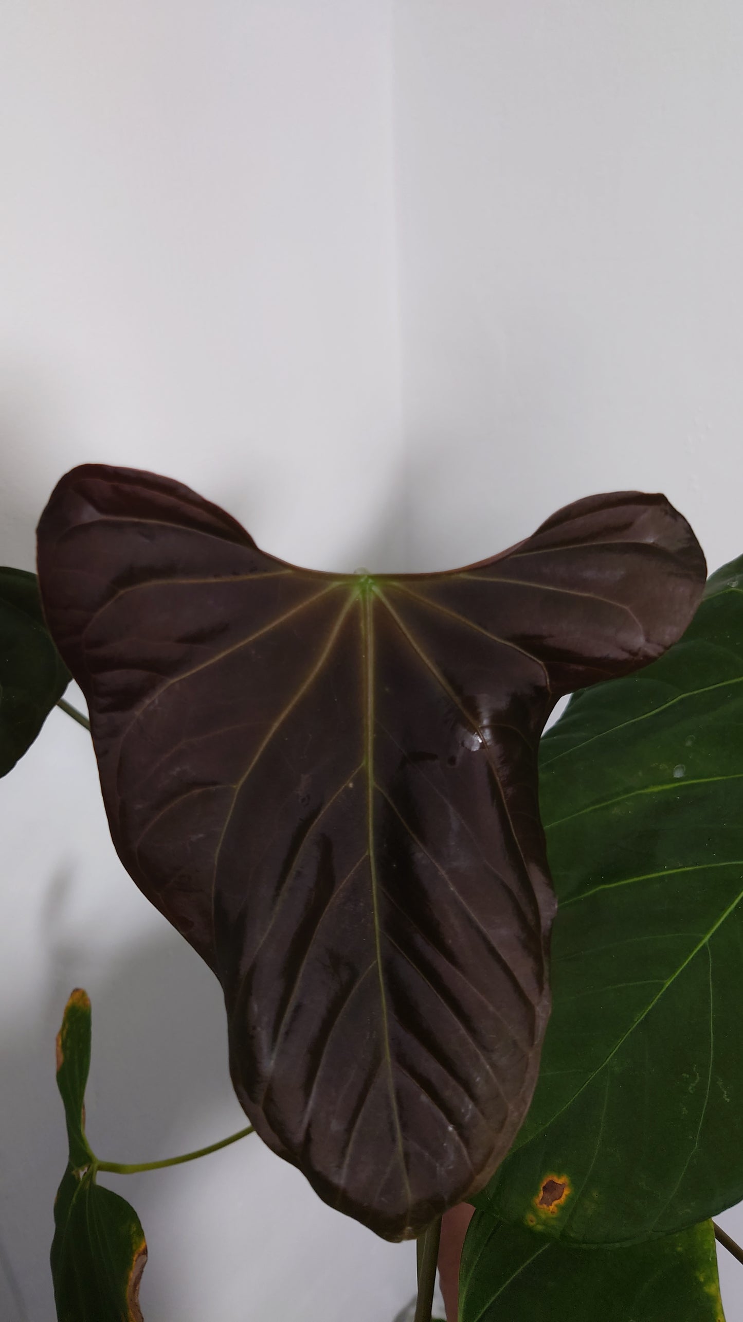 Anthurium 'Mr Worldwide' x self