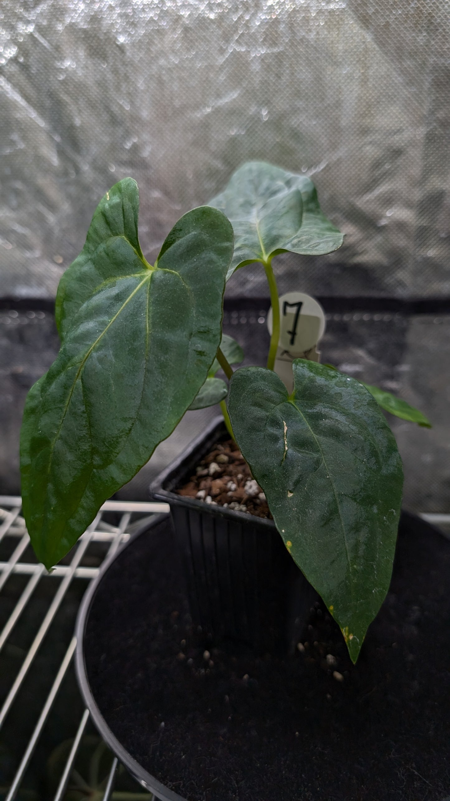 Anthurium Papillilaminum 'Fort Sherman'
