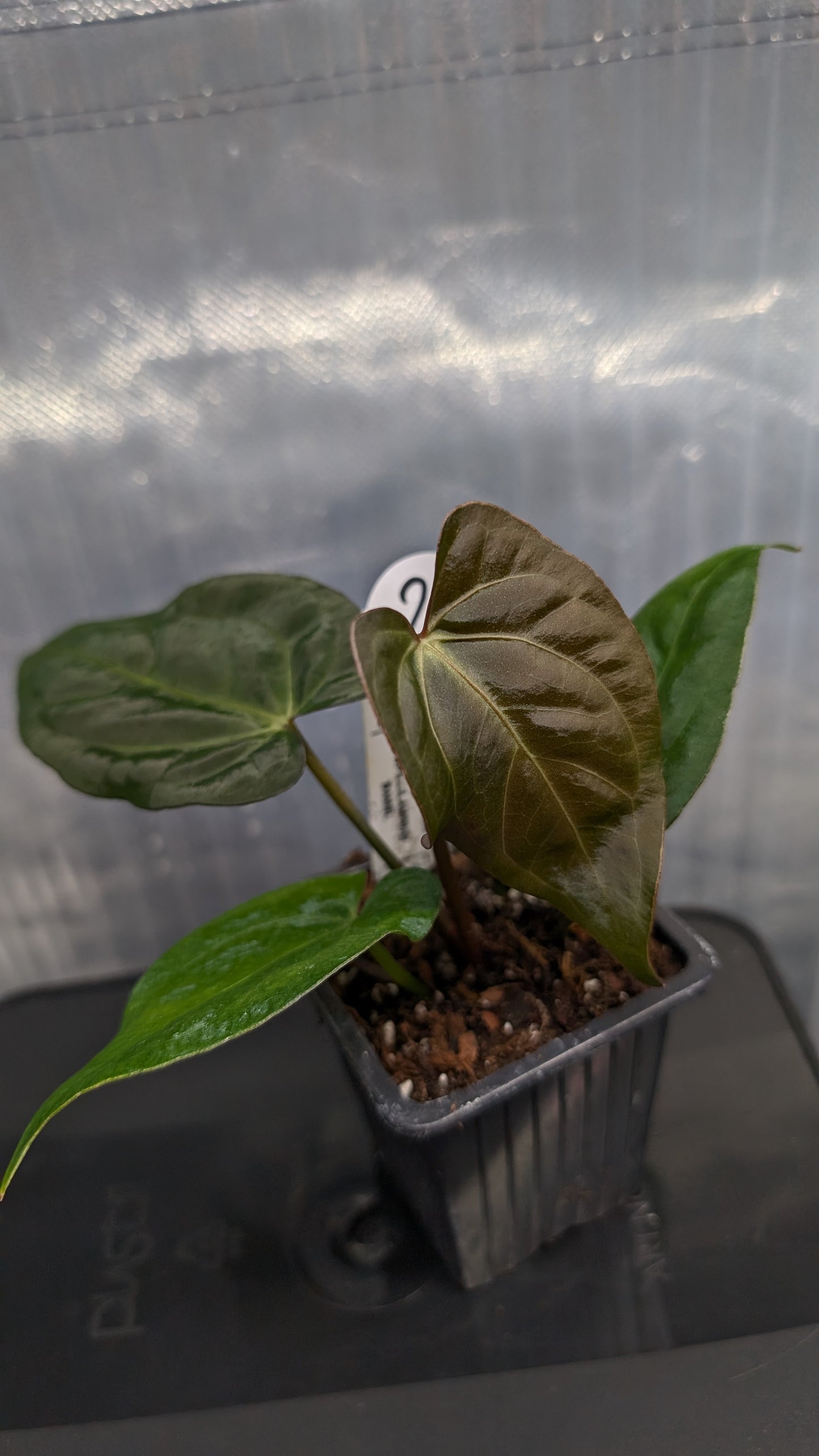 Anthurium Silver Blush Mint variegated x Papillilaminum 'Daniel'