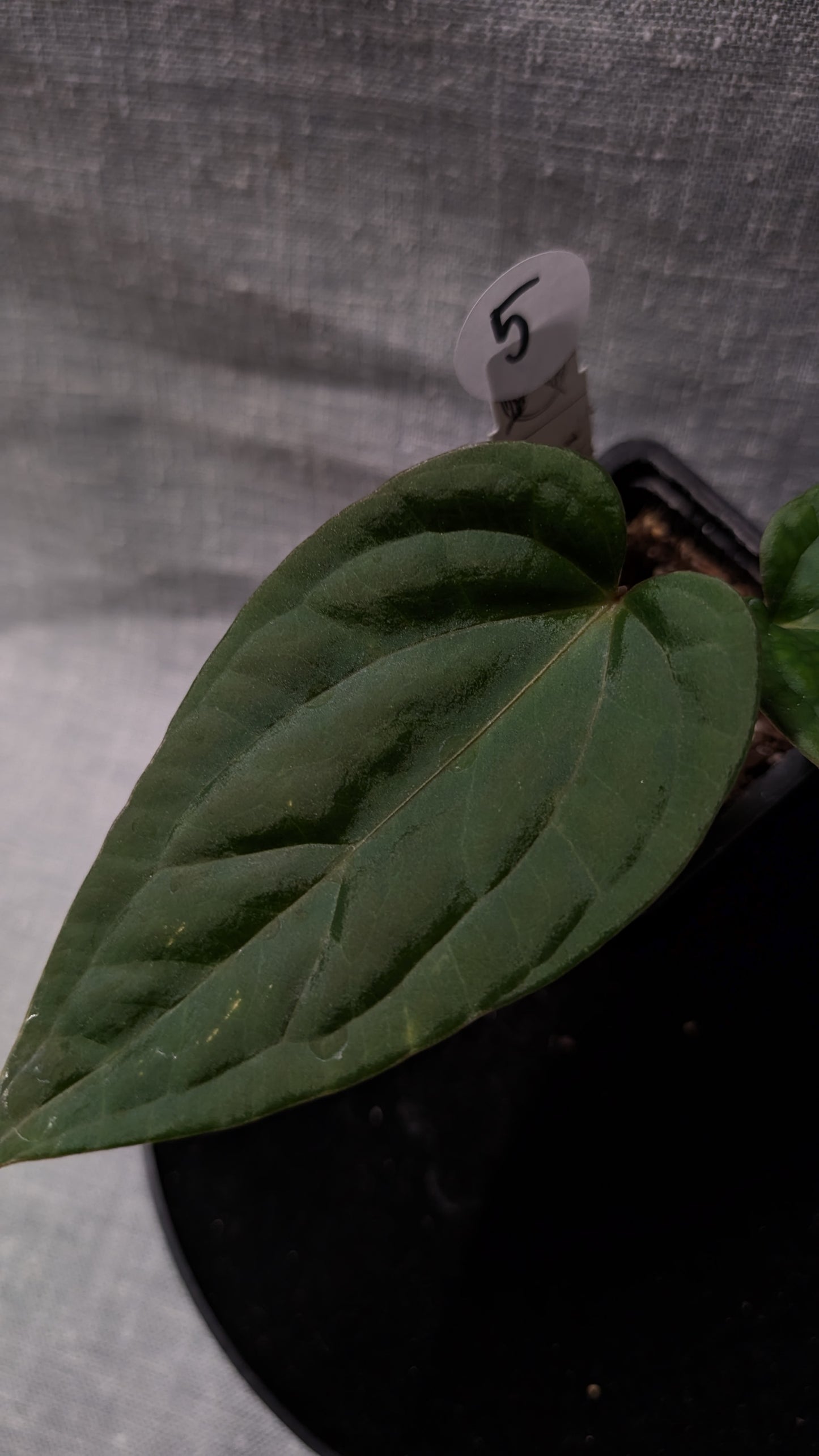 Anthurium Luxurians x Papillilaminum 'Fort Sherman'