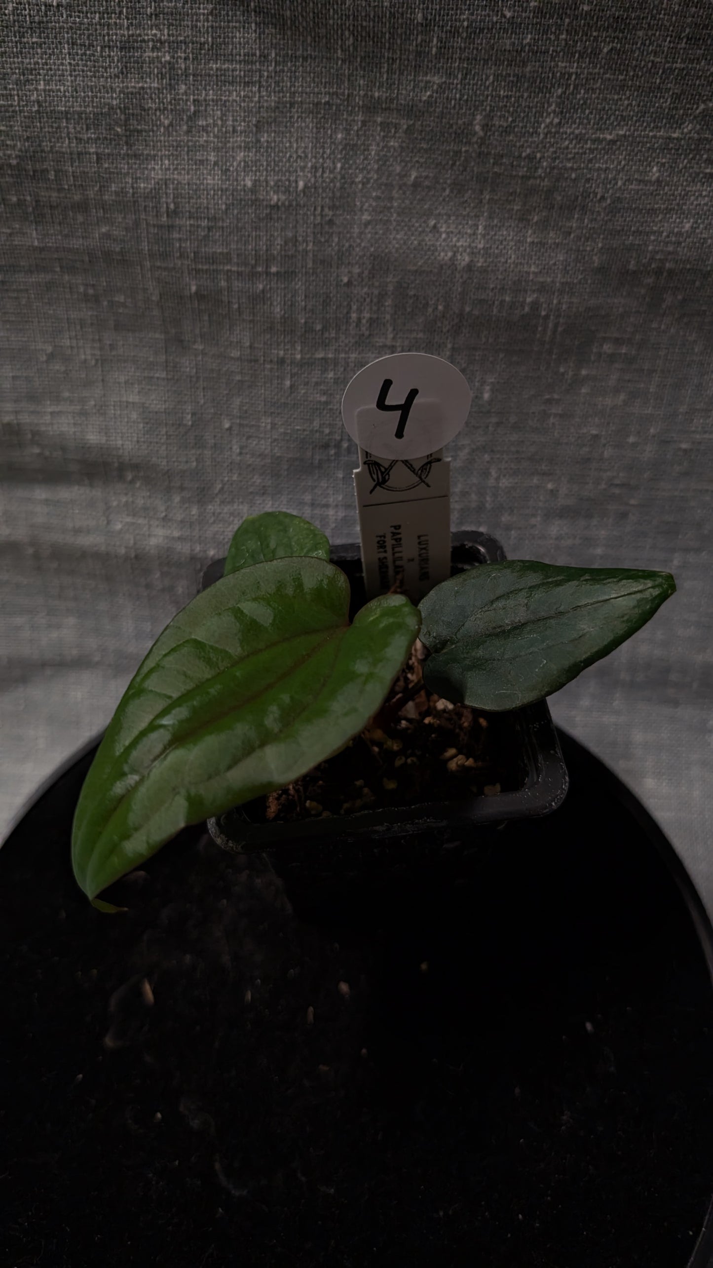 Anthurium Luxurians x Papillilaminum 'Fort Sherman'