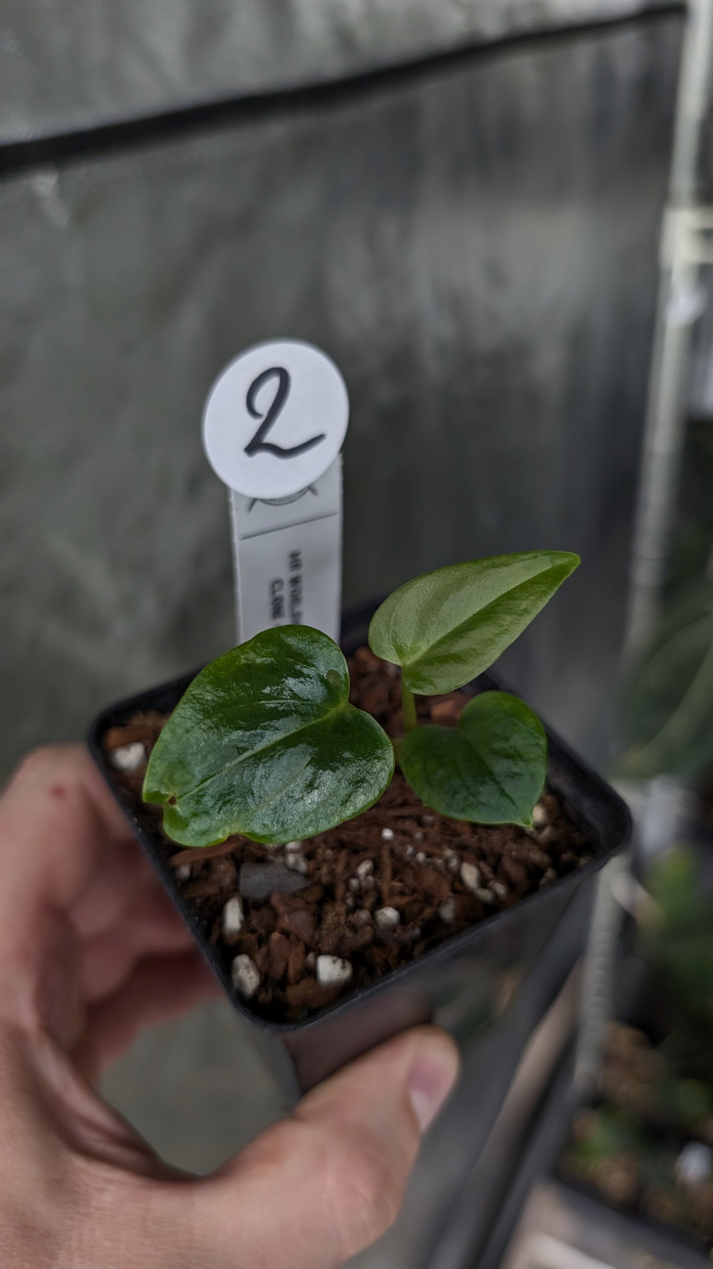 Anthurium Mr. Worldwide Clone #1