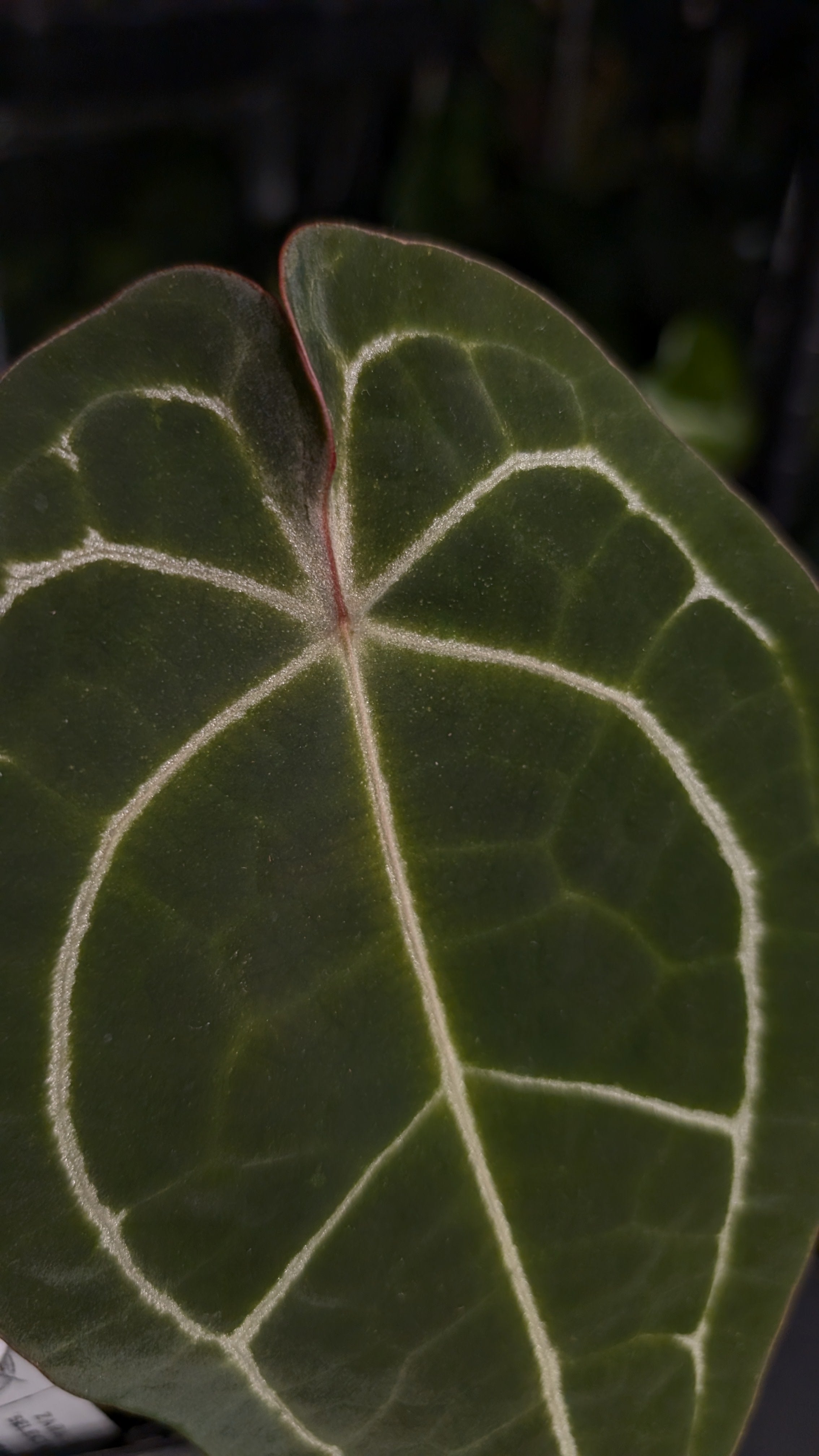 Anthurium Doc Block Zara x Michelle 'selected dark form' x