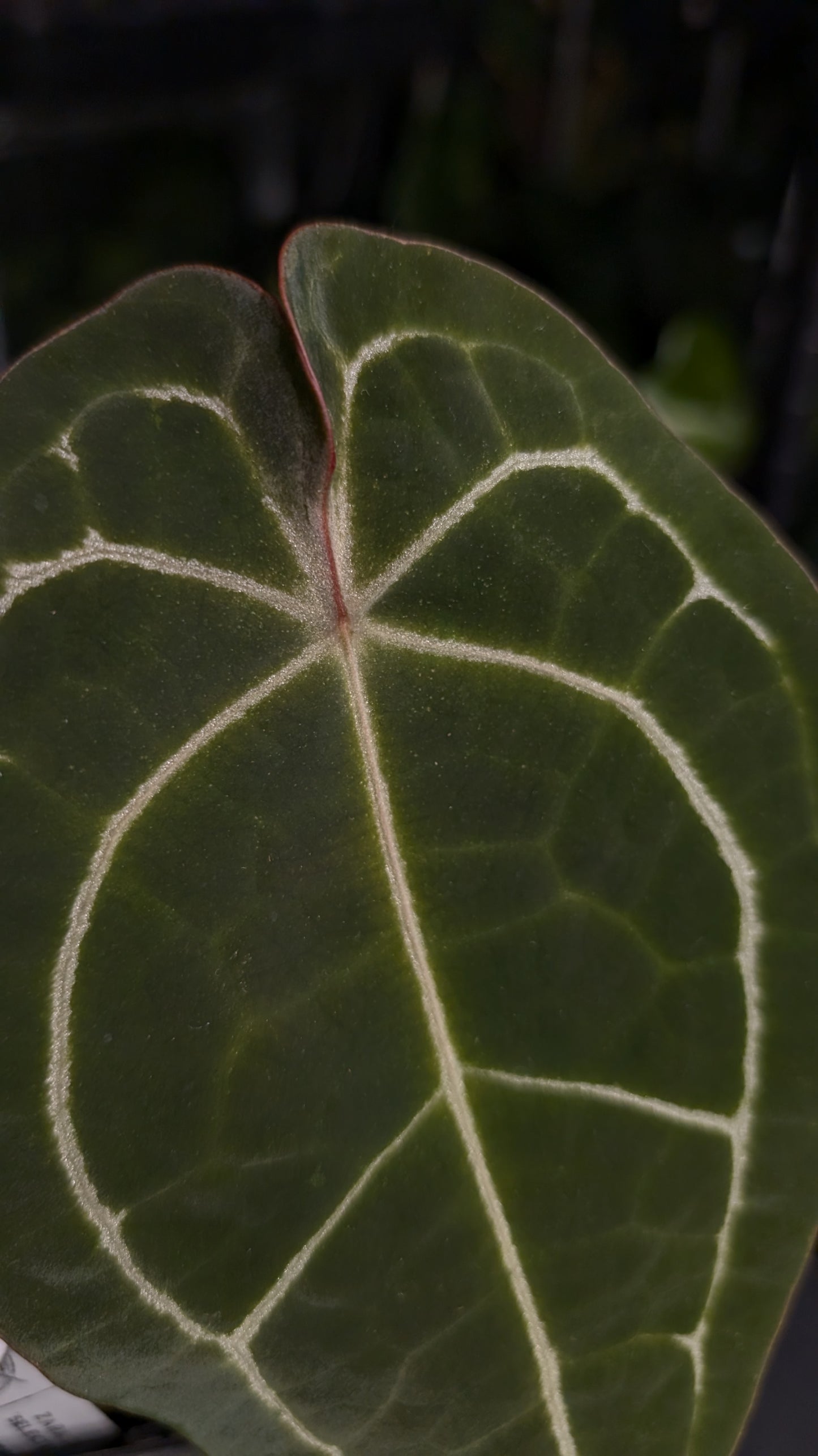 Anthurium Doc Block Zara x Michelle 'selected dark form' x Forgetii Dark