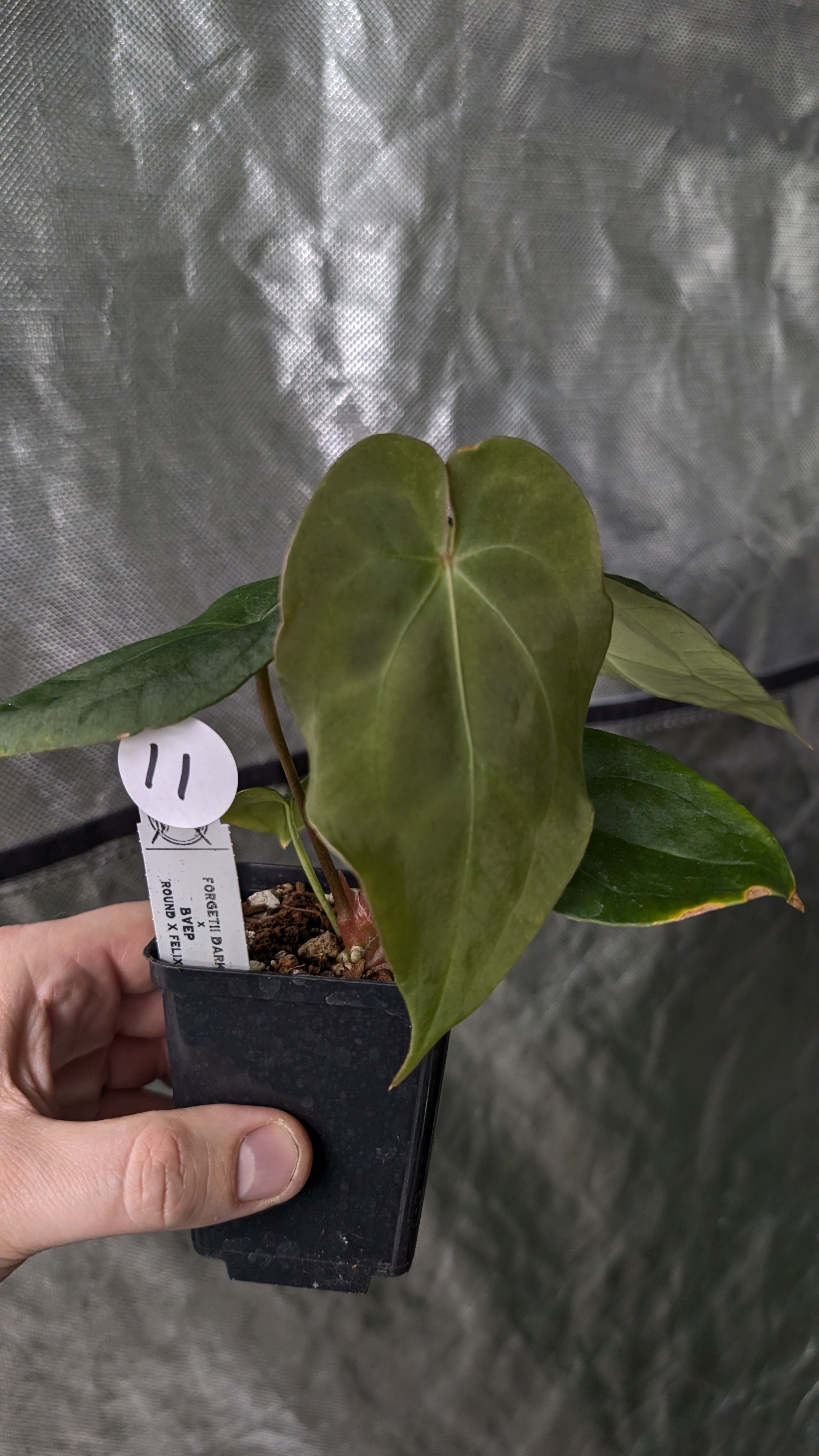 Anthurium Forgetii dark form x BVEP 'Round x Felix' – Curious Plants