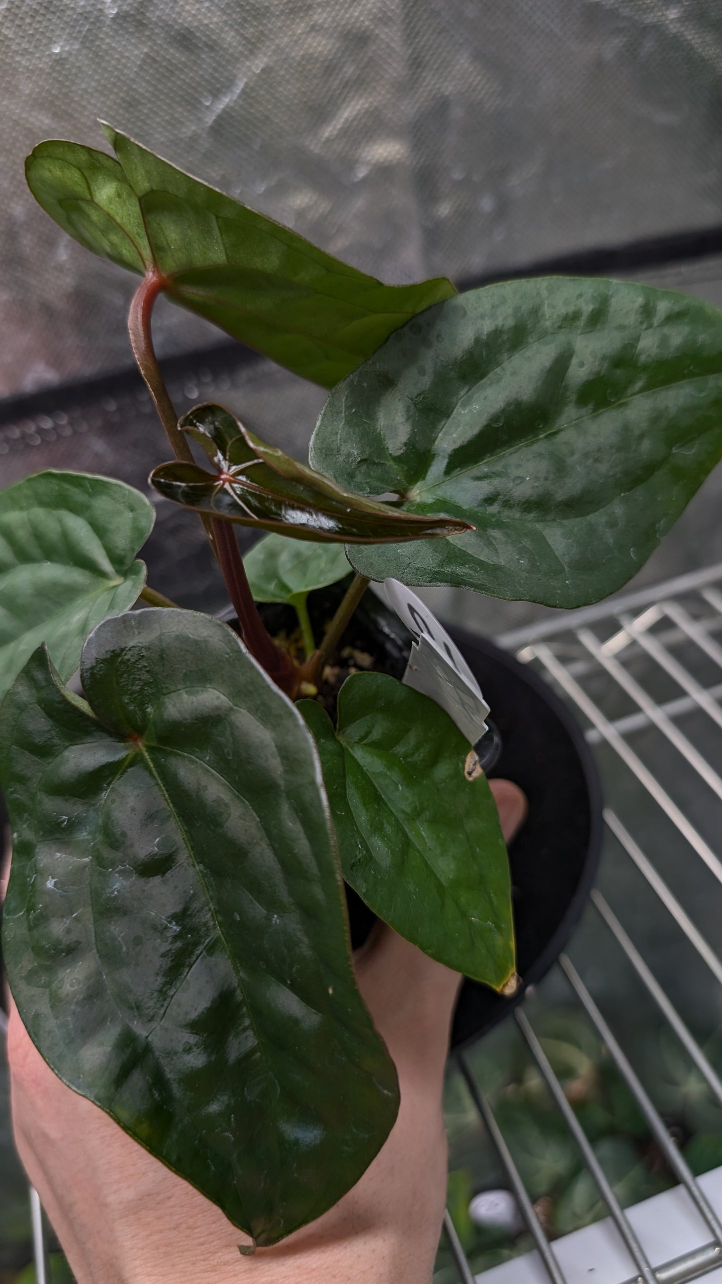 Anthurium 'Ace of Spagetii' x Luxurians