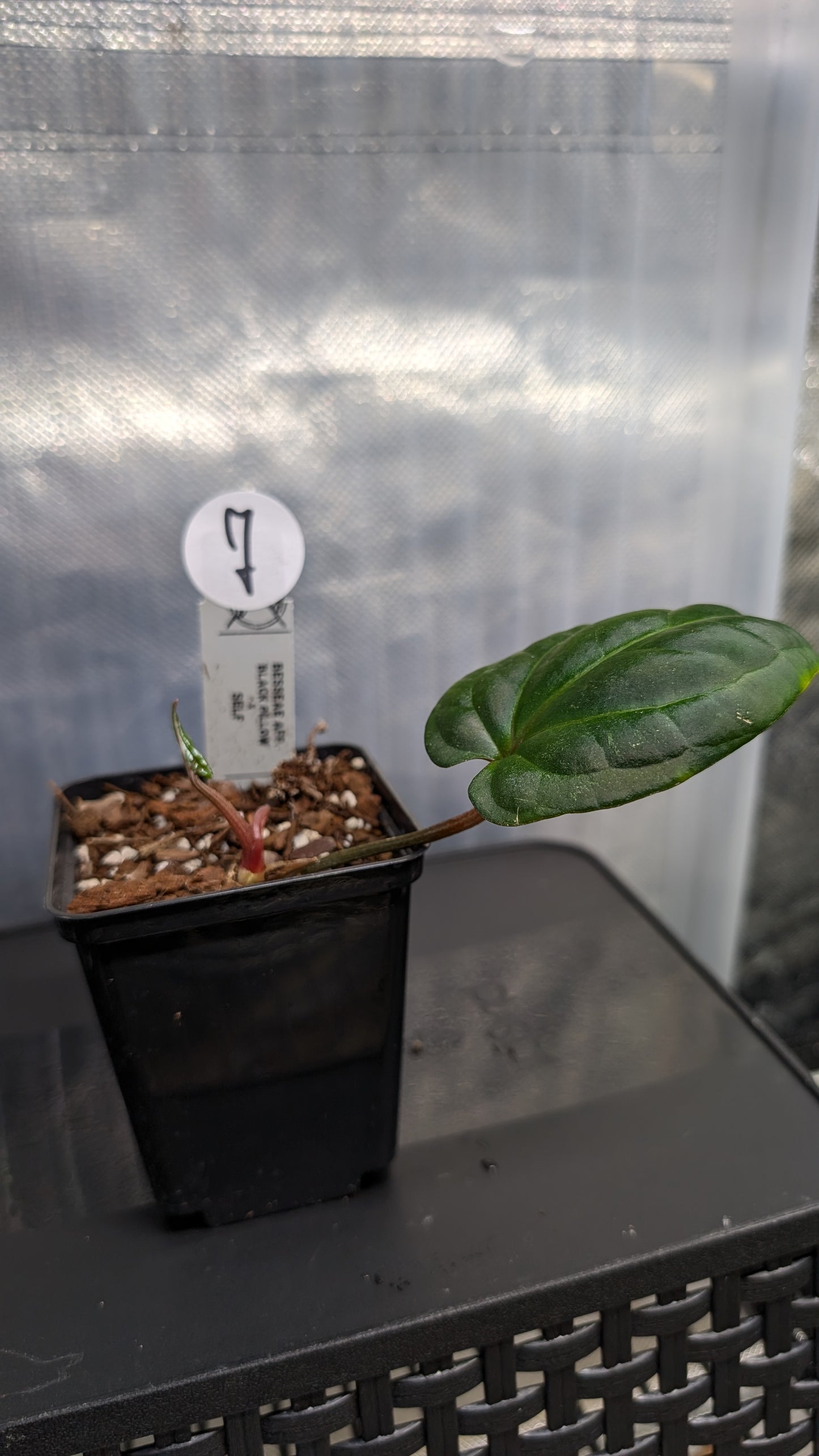 Anthurium Besseae aff. 'Black Pillow'