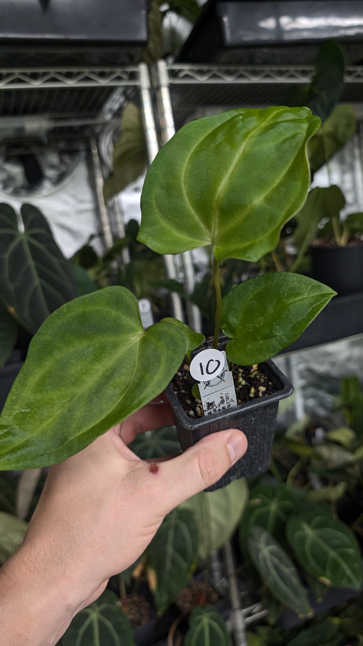 Anthurium [Carlablackiae x Dressleri Rio Guanche x Mr. Worldwide] x [Ace of Spagetii x Mr Worldwide]
