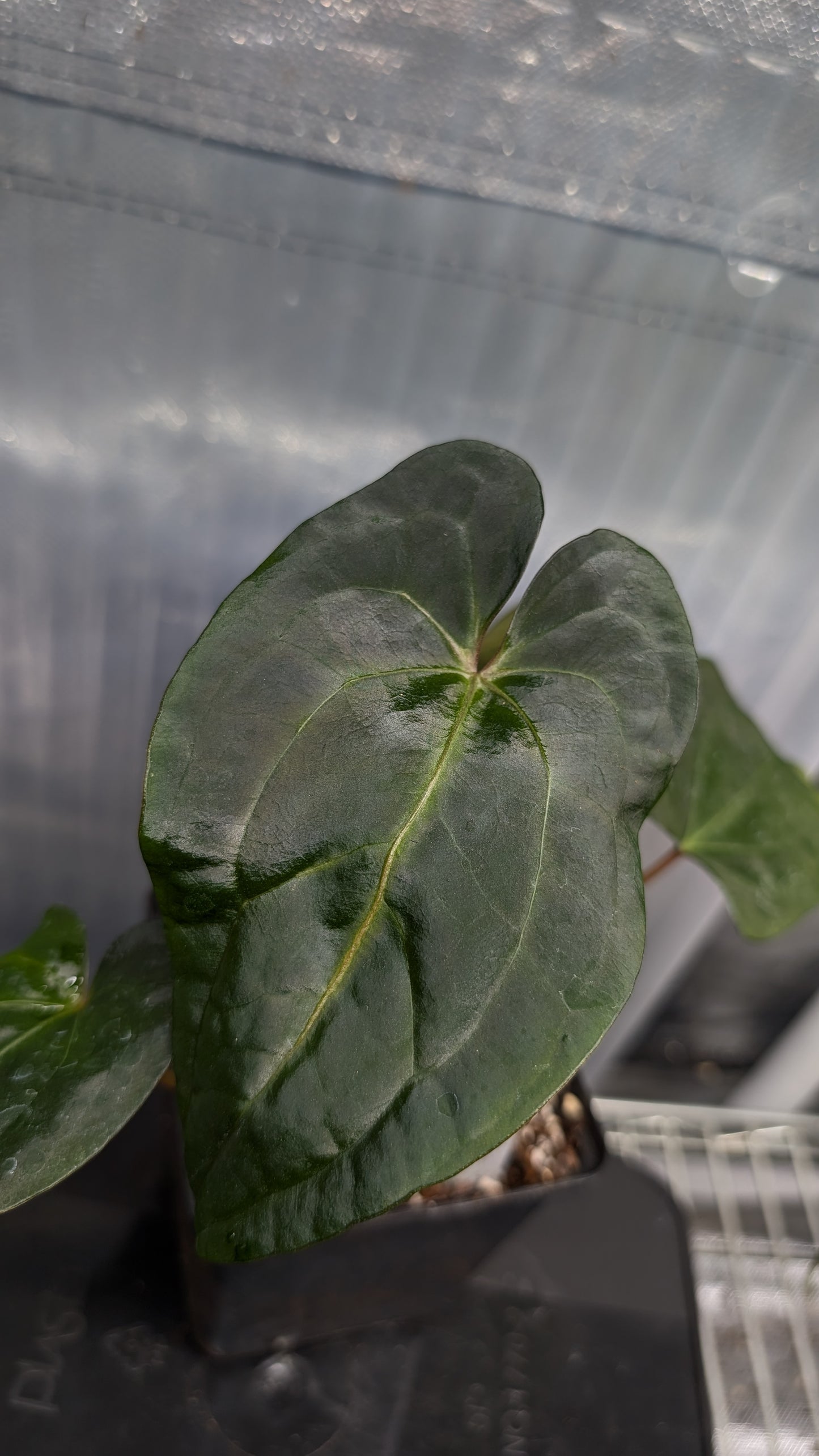Anthurium Papillilaminum 'Daniel' x Ace of Spagetii