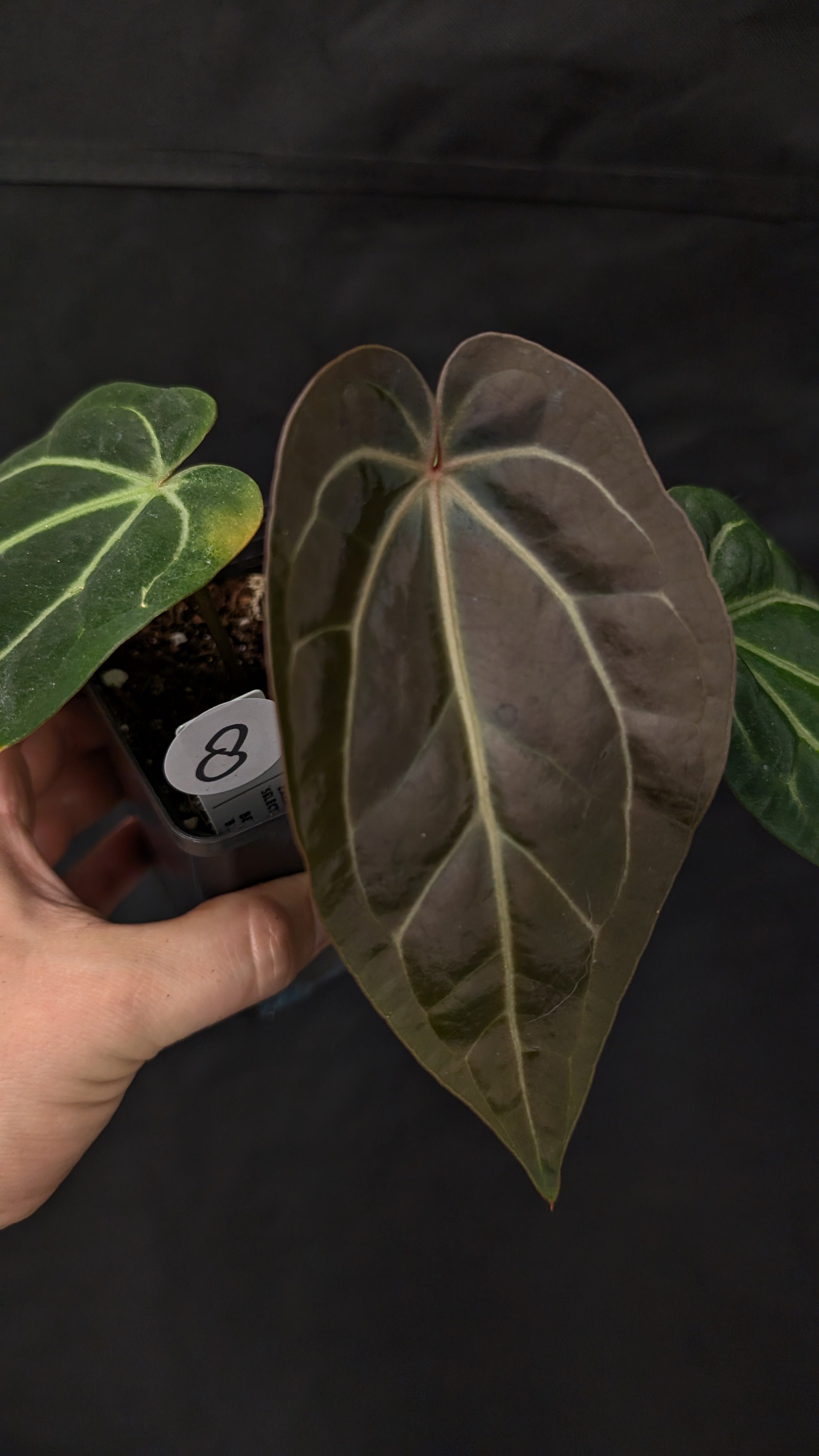 Anthurium Doc Block Zara x Michelle 'Selected Dark Form' x Besseae