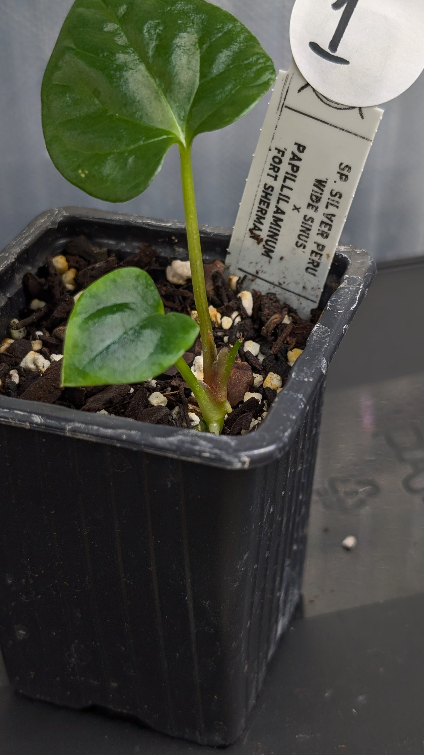 Anthurium Sp. Silver Peru Wide Sinus x Papillilaminum 'Fort Sherman'