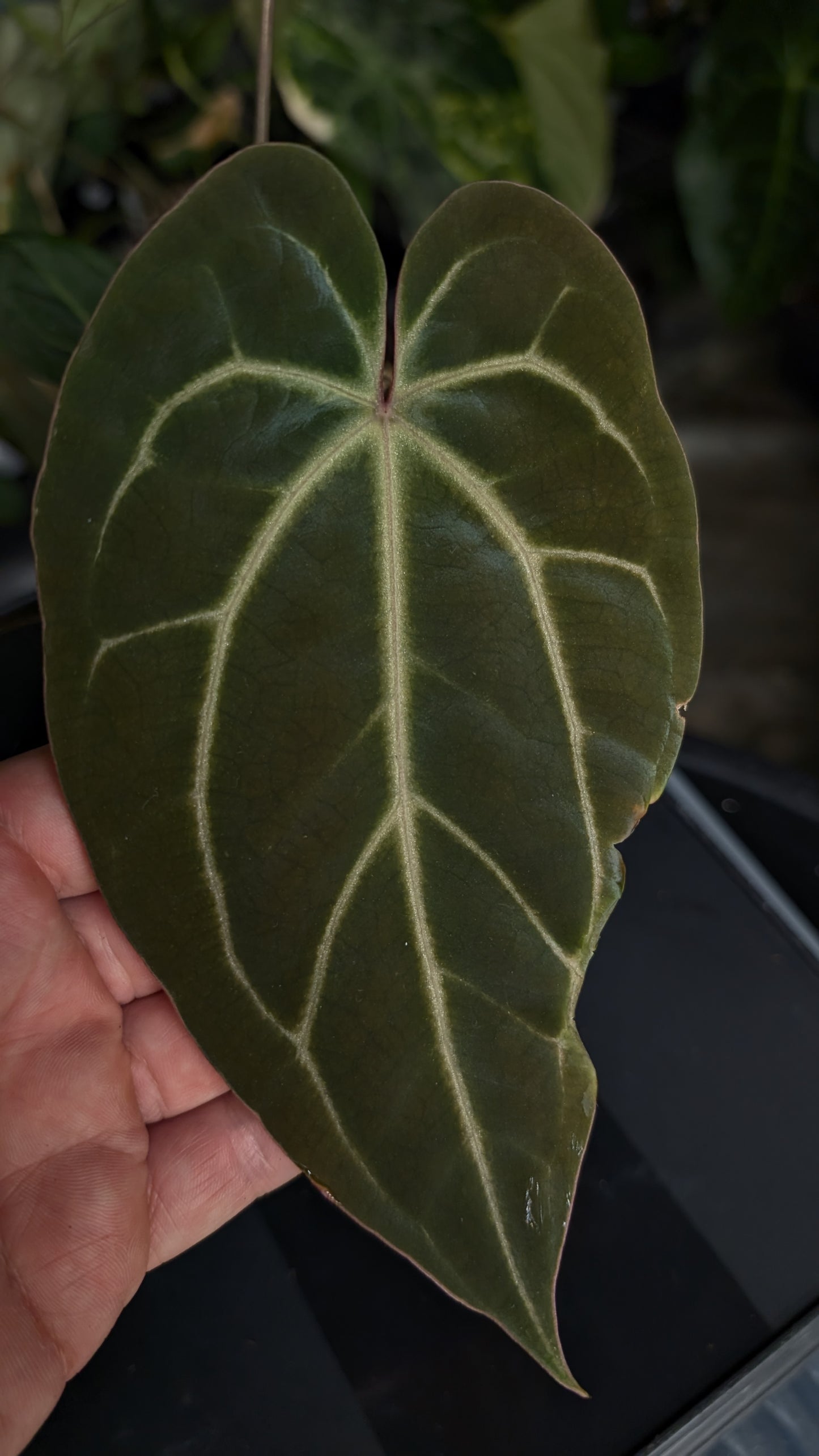Anthurium Doc Block Zara x Michelle 'Selected Dark Form' x Besseae aff. 'Black Pillow'
