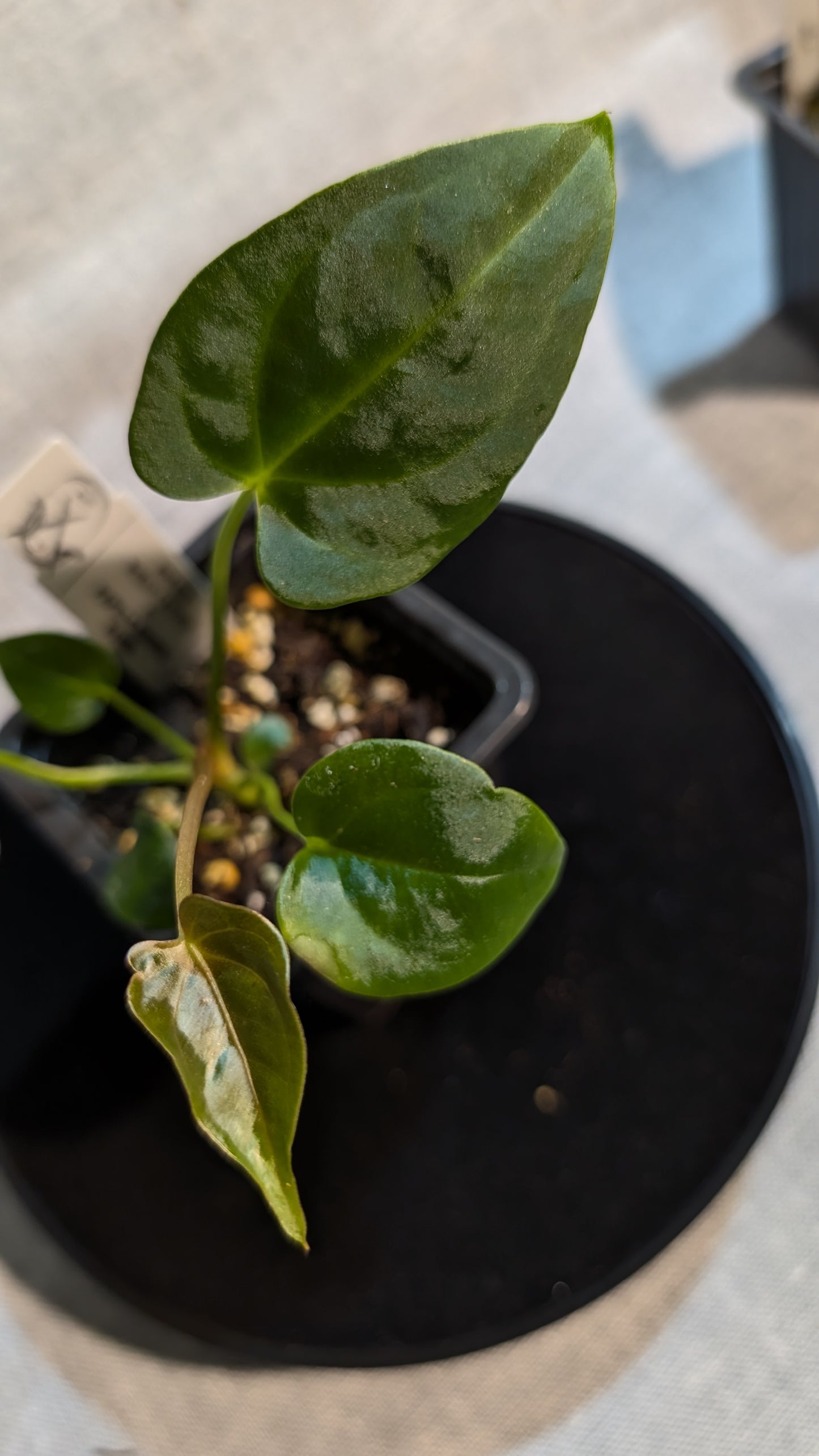 Anthurium Regale 'Dream Catcher' x Papillilaminum 'Daniel'