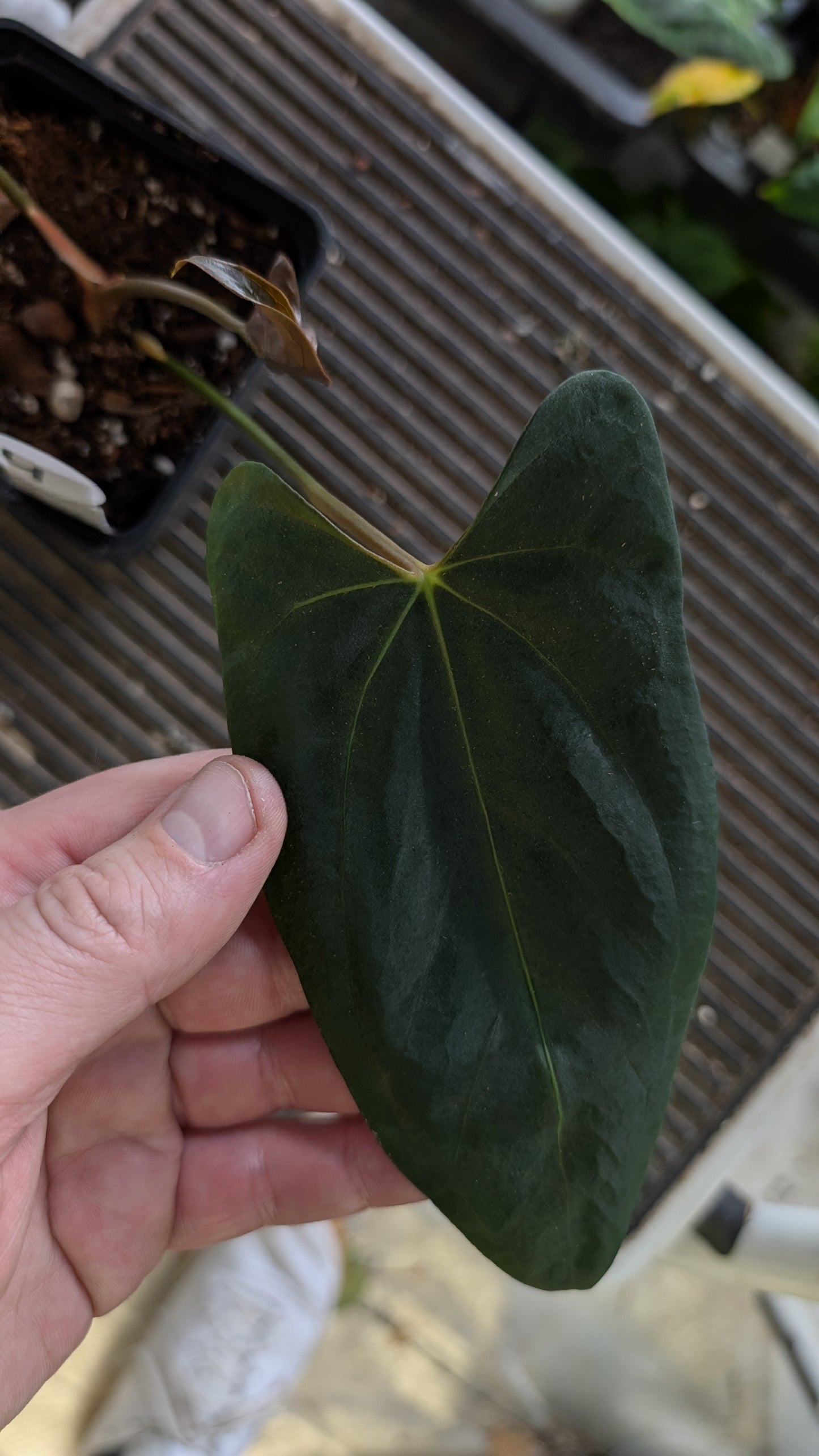 Anthurium Papillilaminum 'Fort Sherman' x Mr. Worldwide