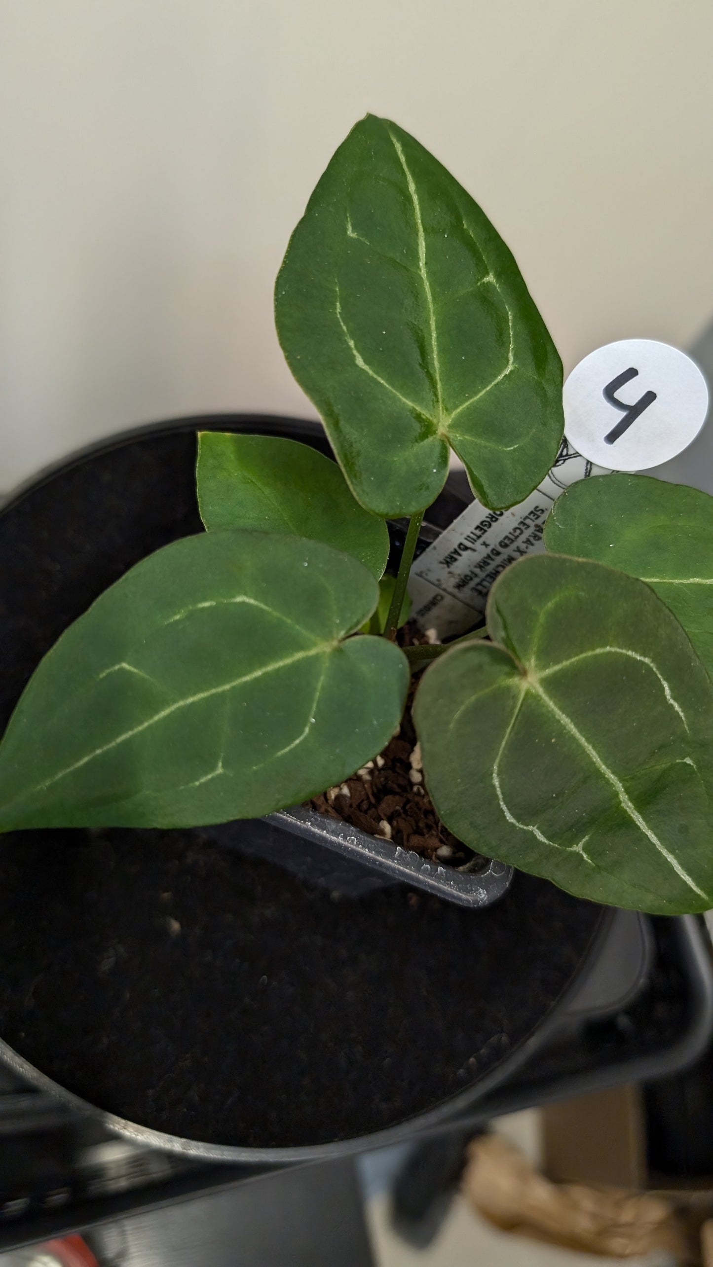 Anthurium Doc Block Zara x Michelle 'selected dark form' x Forgetii Dark