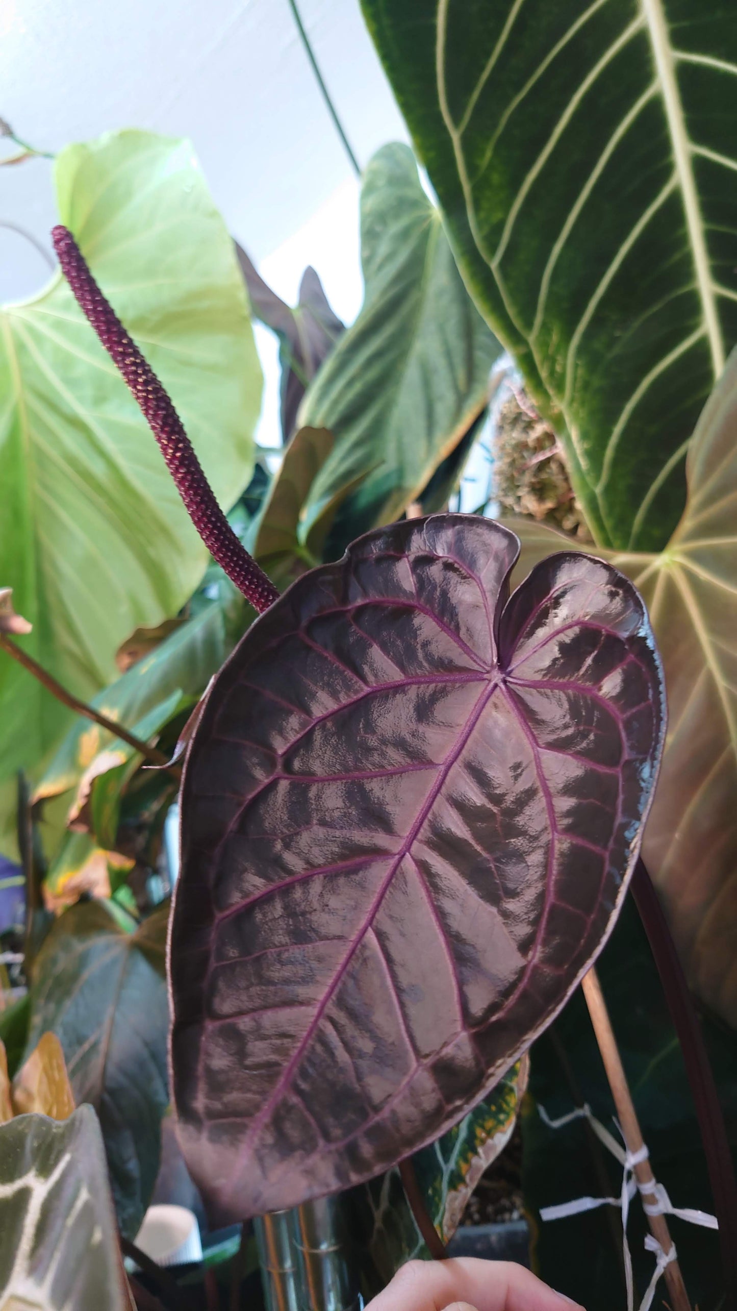 Anthurium Zara x Michelle 'selected dark form' Clone