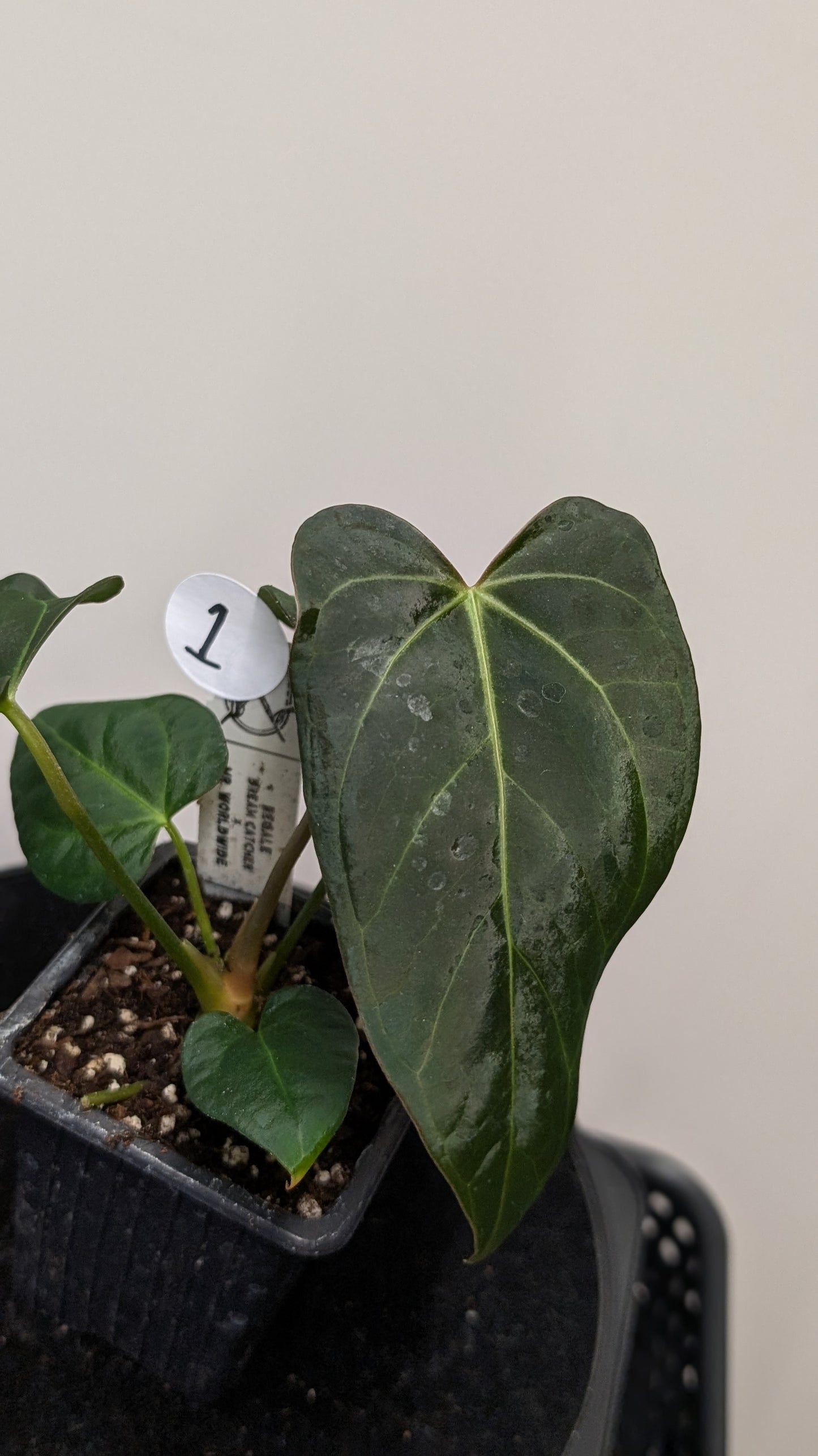 Anthurium Regale 'Dream Catcher' x Mr. Worldwide