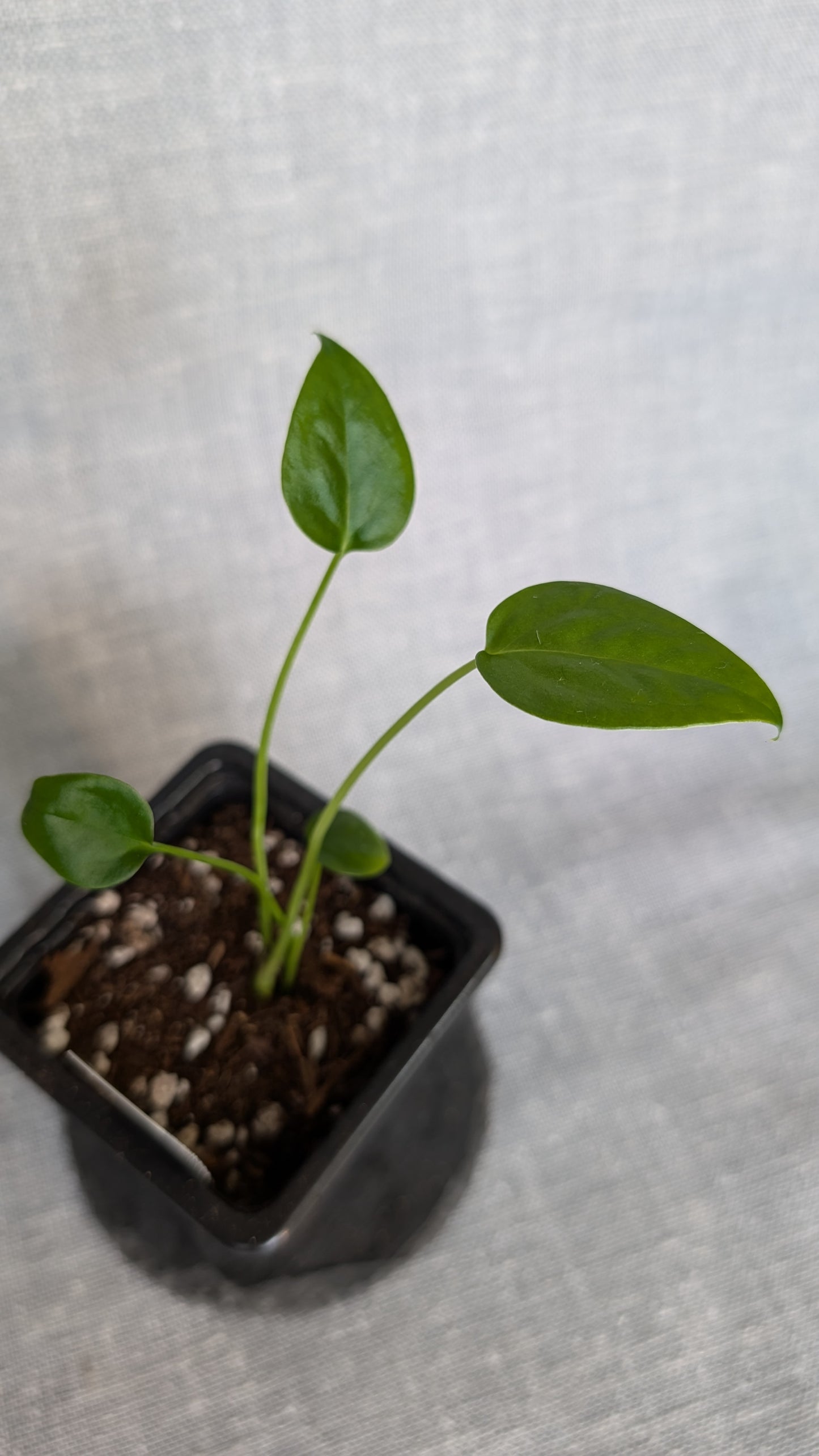 Anthurium Veitchii x Radicans / Forgetii Silver