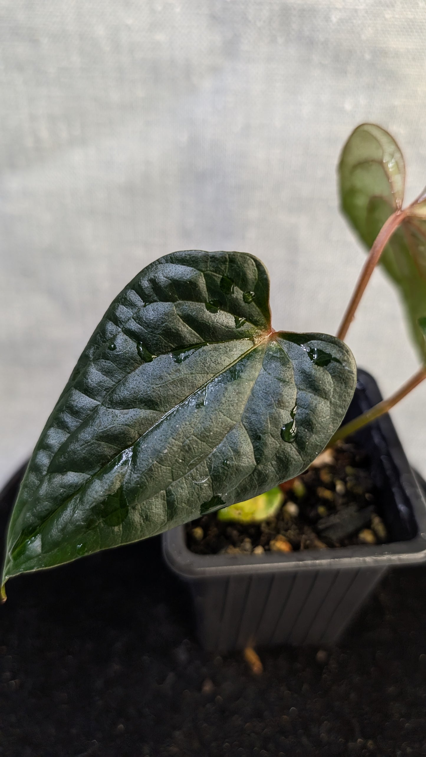 Anthurium Luxurians x Papillilaminum 'Fort Sherman'