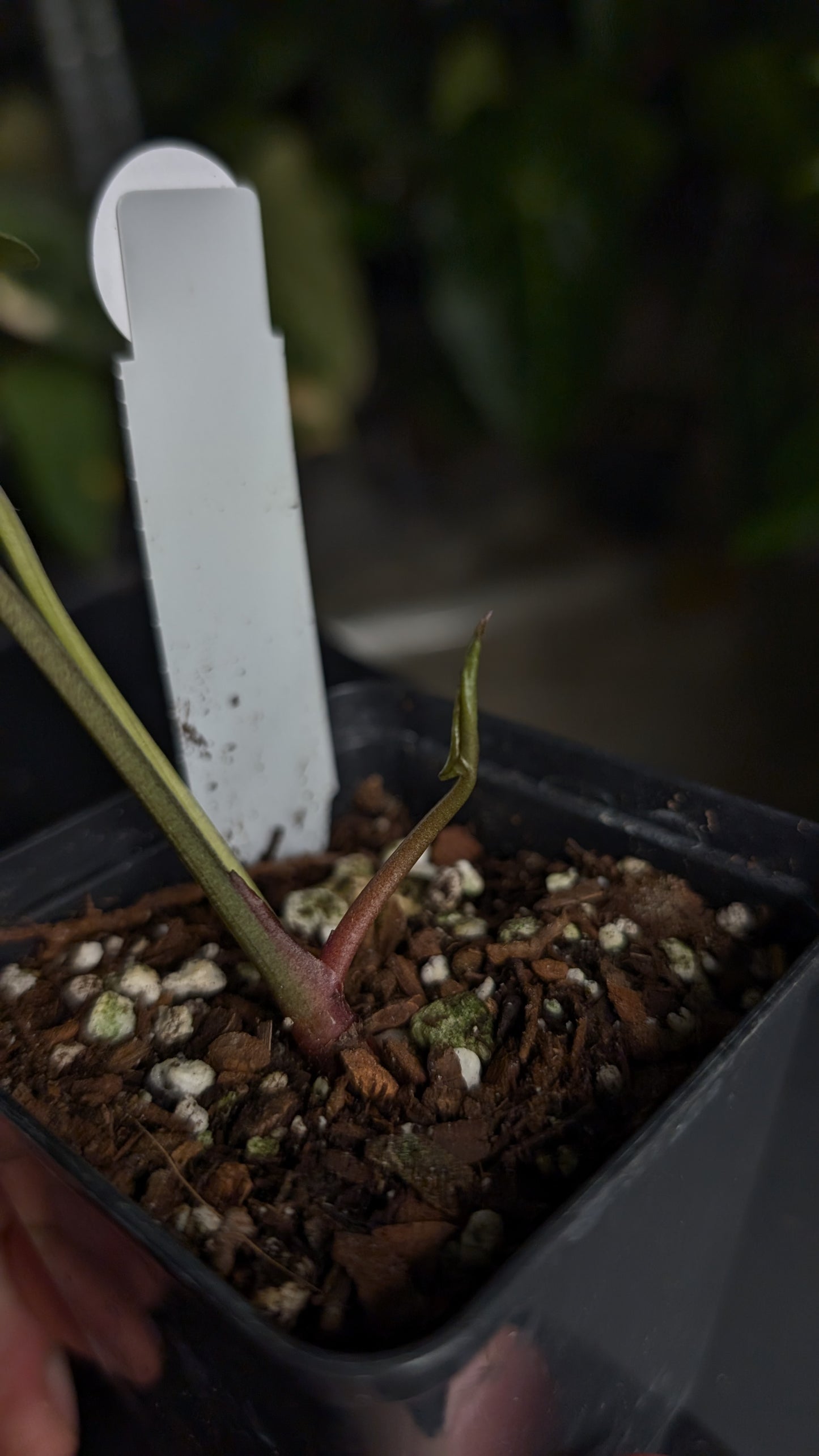 Anthurium Black Widow 43 x Red Velvet Cake 24 'Gomez' Clone