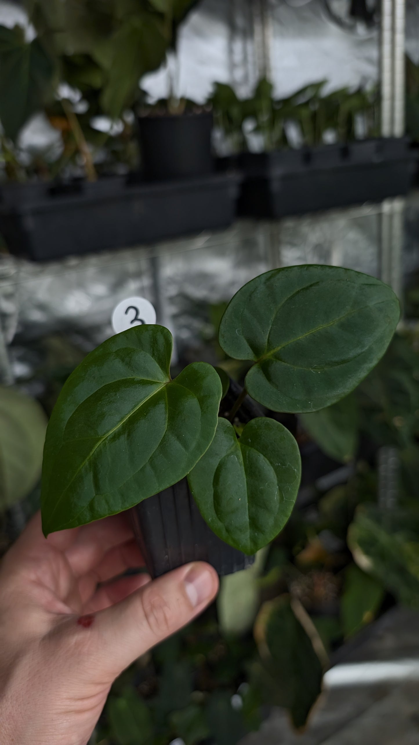 Anthurium Besseae aff 'Black Pillow' x Papillilaminum 'Fort Sherman'