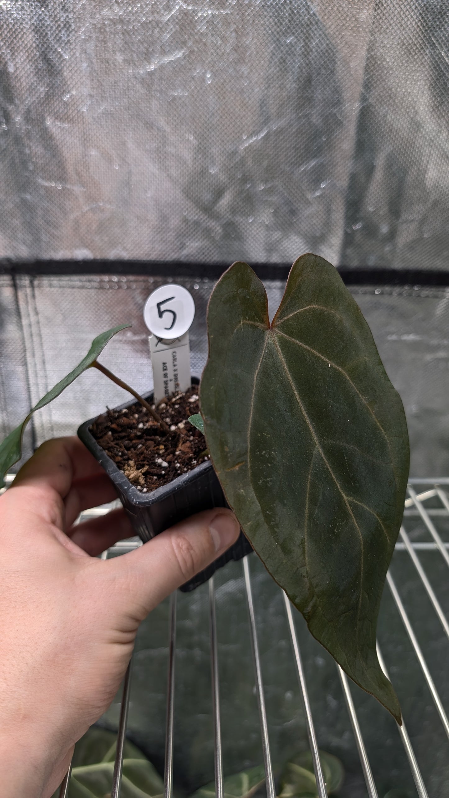 Anthurium (Carlablackiae x Dressleri Rio Guanche) X 'Ace of Spagetii'