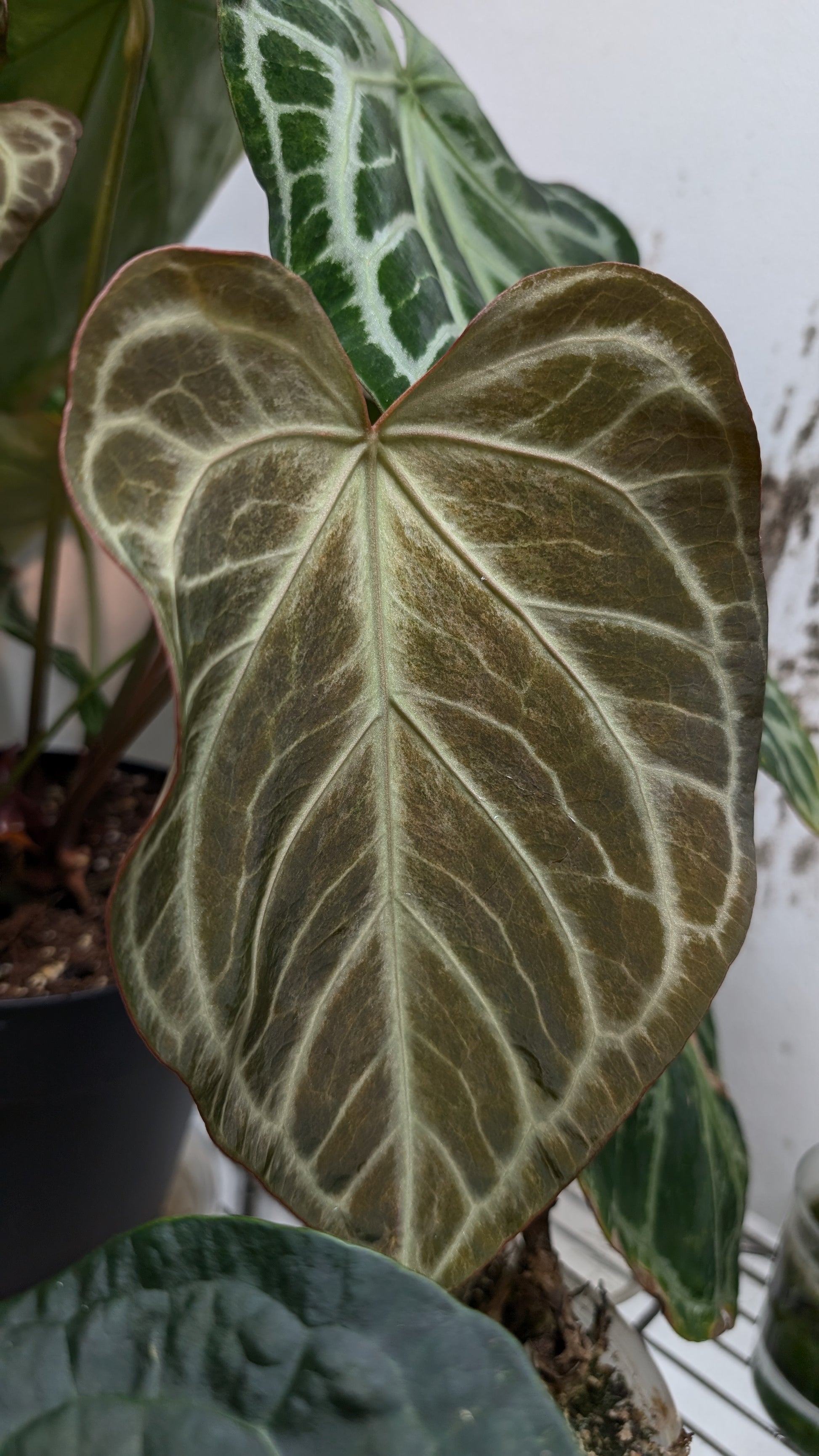anthurium silver Anthurium Silver Blush Mint x Papillilaminum 'Daniel' – Curious Plants